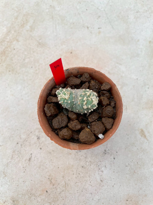 Lophophora Fricii cristata size 3-4 cm own root
