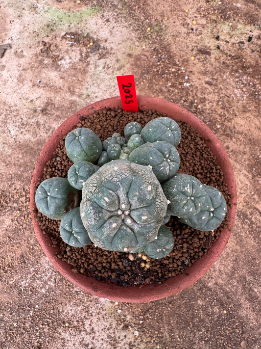 Lophophora williamsii – Peyote Cactus (6–7 cm, Own Root)