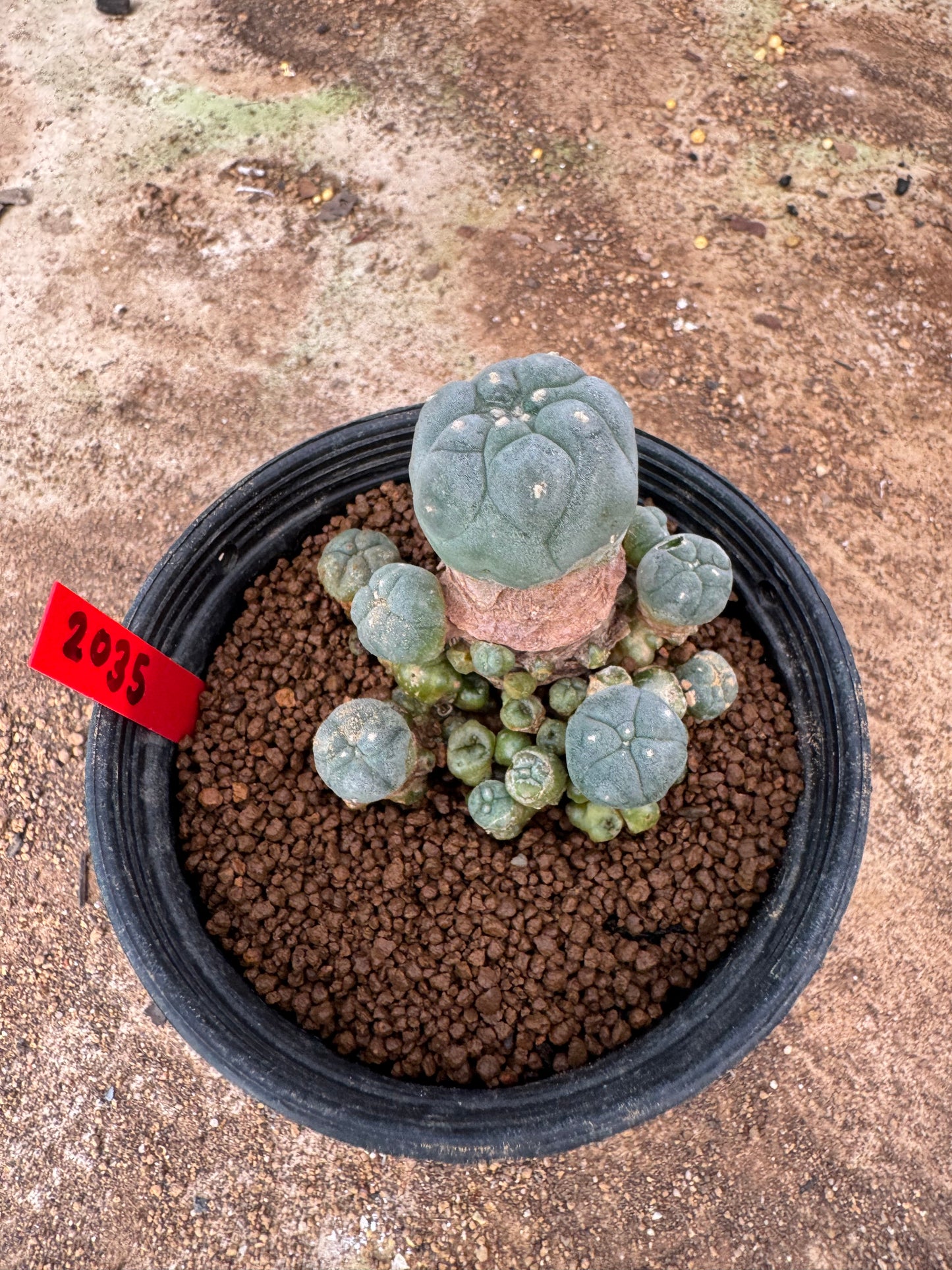 Lophophora williamsii – Peyote Cactus (4-6 cm, Own Root)