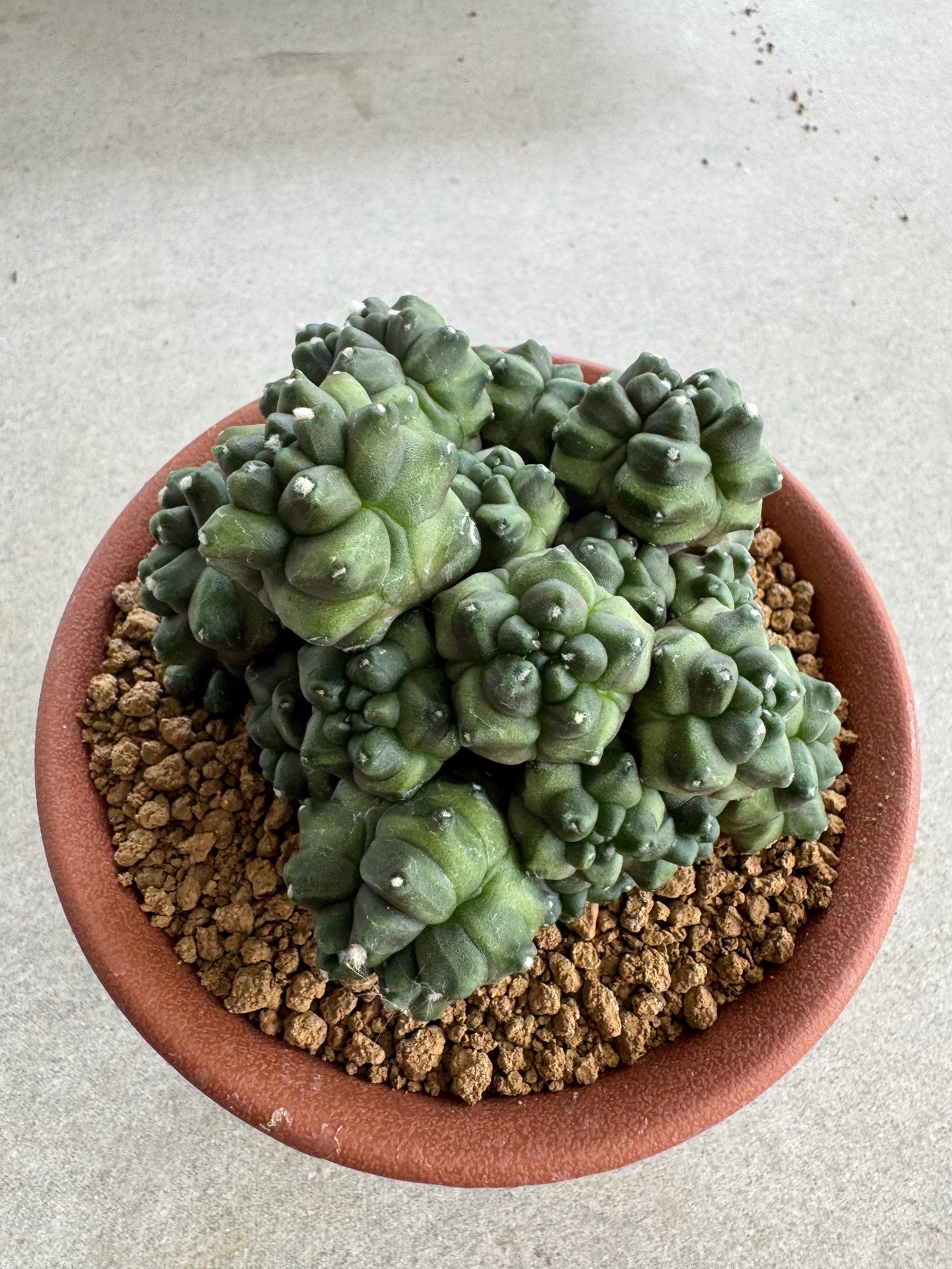 Gymnocalycium mihanovichii f. monstrose | Spineless & Seed-Grown Cactus (7-10cm)
