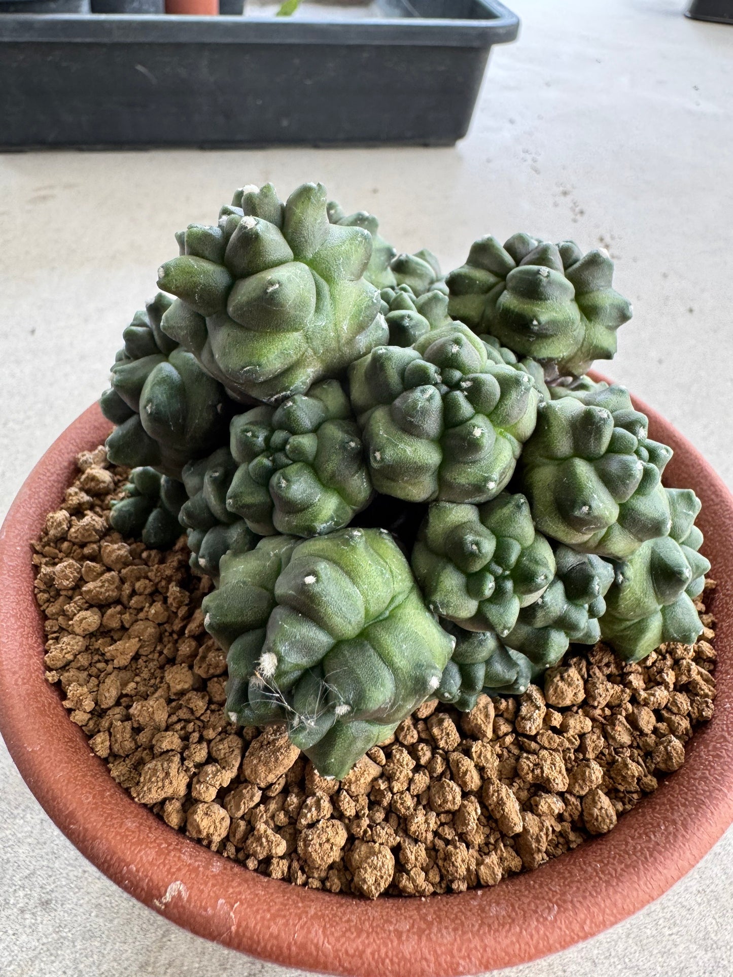 Gymnocalycium mihanovichii f. monstrose | Spineless & Seed-Grown Cactus (7-10cm)