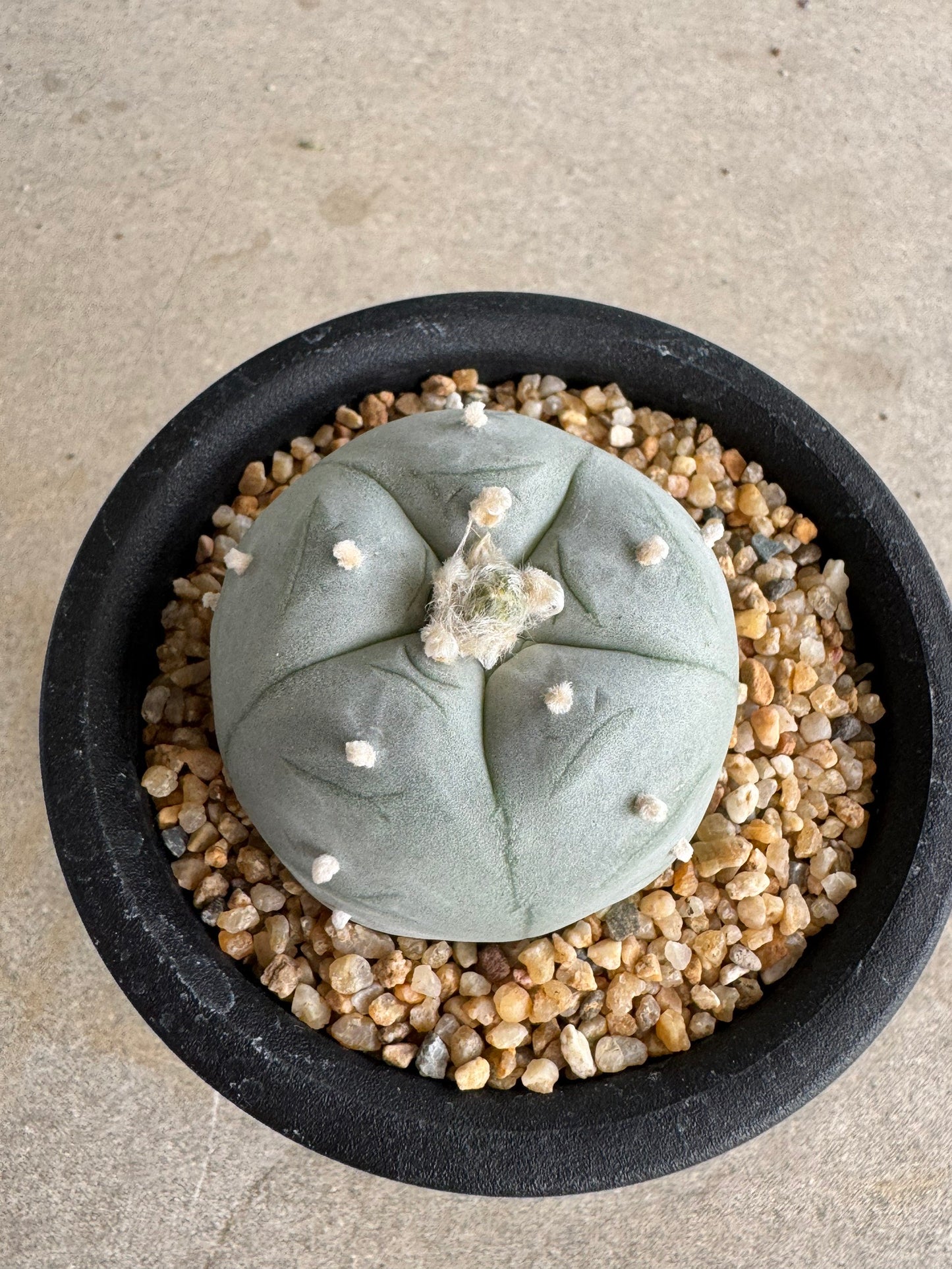 Lophophora williamsii v. texana (Seed-Grown) – Authentic Star Cactus