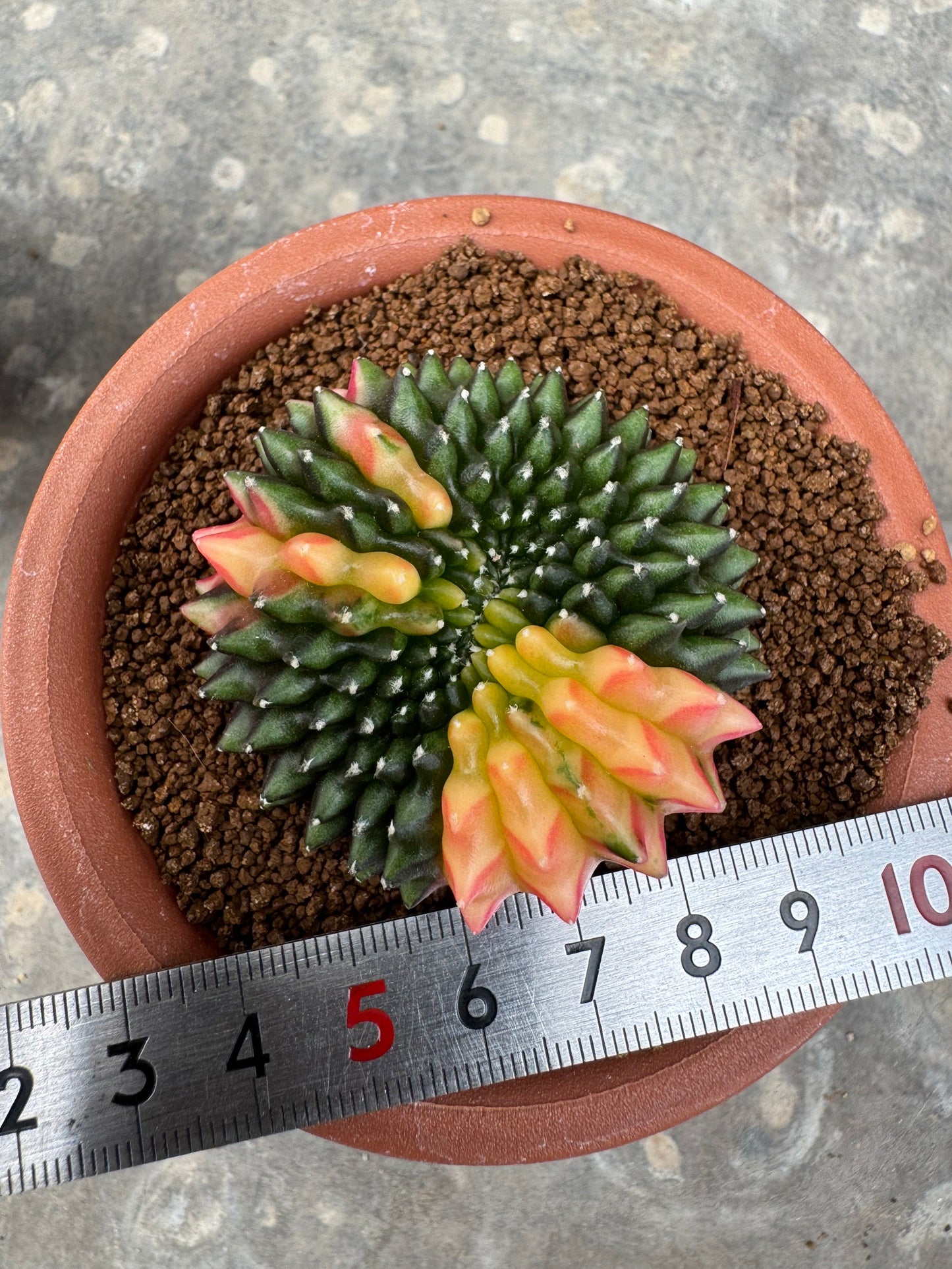 Gymnocalycium Cristata Variegated | Spineless & Seed-Grown Premium Cactus