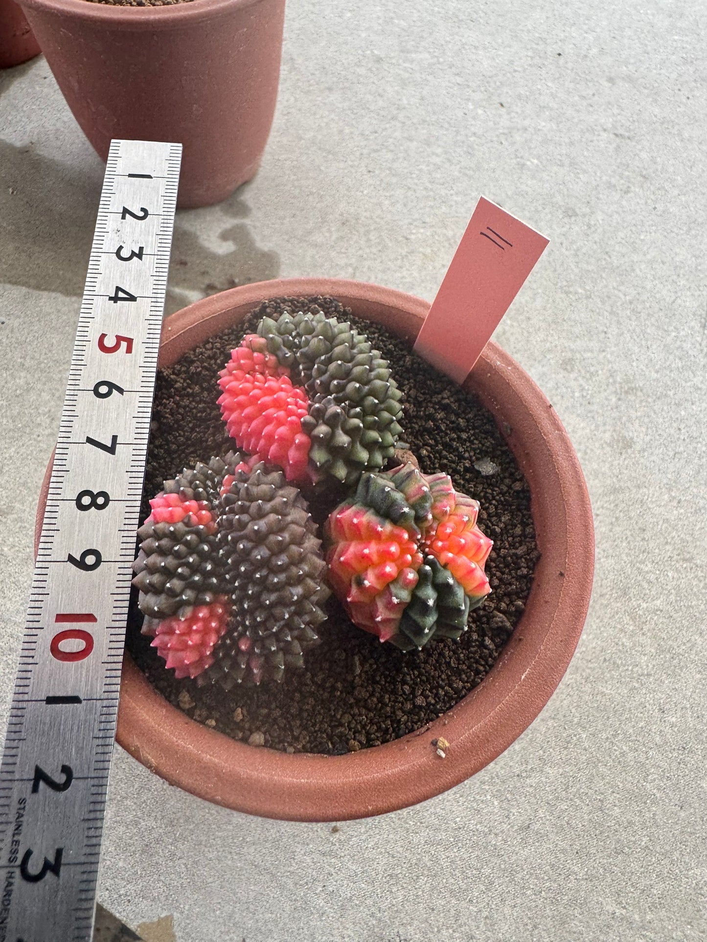 Gymnocalycium Cristata Variegated | Spineless & Seed-Grown Premium Cactus (Copy)