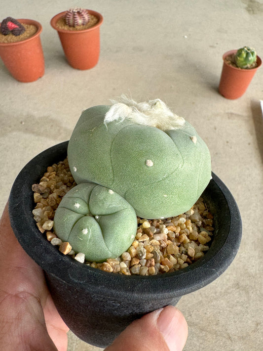 Rare Seed-Grown Lophophora diffusa | Premium Established Seedling (Own Roots)