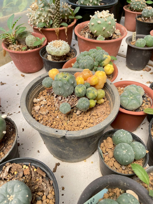 Lophophora Williamsii Variegata | Own Root | Size 6-7 cm | Rare Cactus