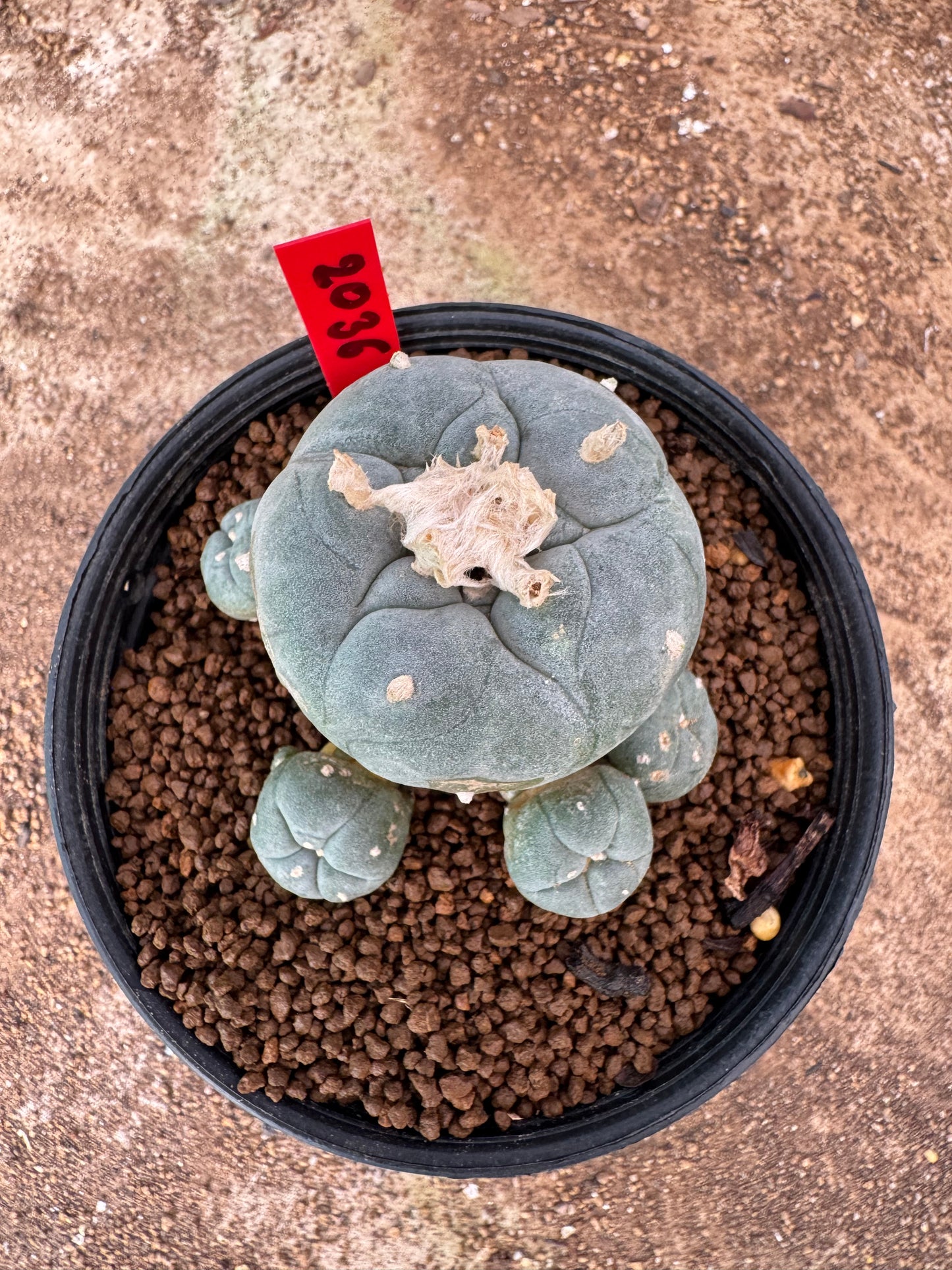 Lophophora williamsii – Peyote Cactus (4-6 cm, Own Root)