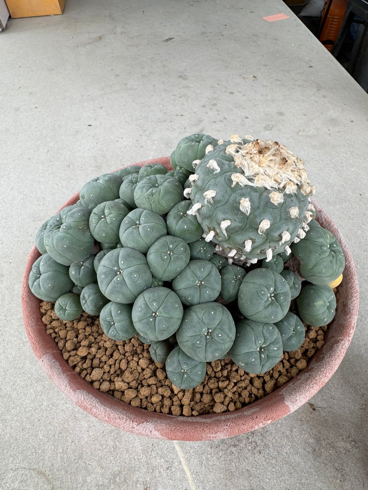 Lophophora williamsii variegated– Peyote Cactus (Seed Grown, 3-3.5 cm, Own Root) 30 years old