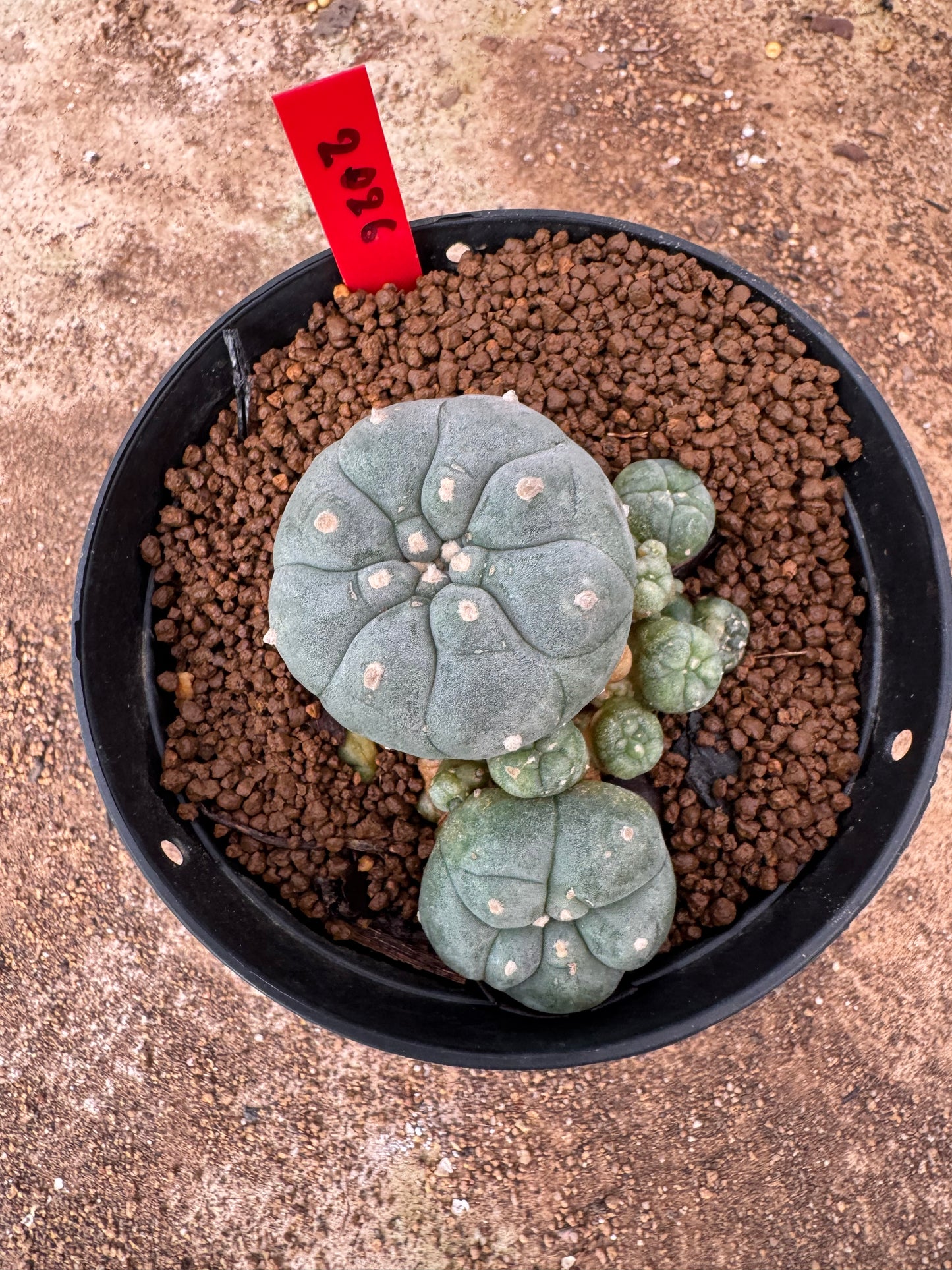 Lophophora williamsii – Peyote Cactus (6–7 cm, Own Root)