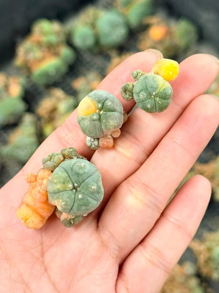 50 Lophophora williamsii (15 Variegated & 35 Normal) – Peyote Cactus (Seed Grown, 3-3.5 cm, Own Root) 12 years old