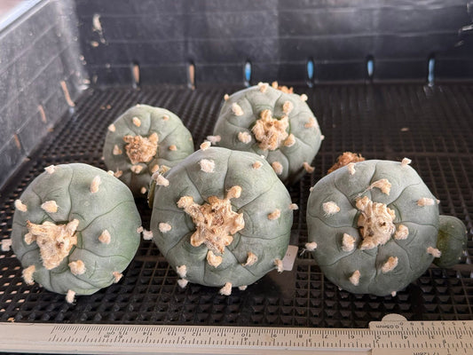 Lophophora Williamsii size 5-6 cm own root