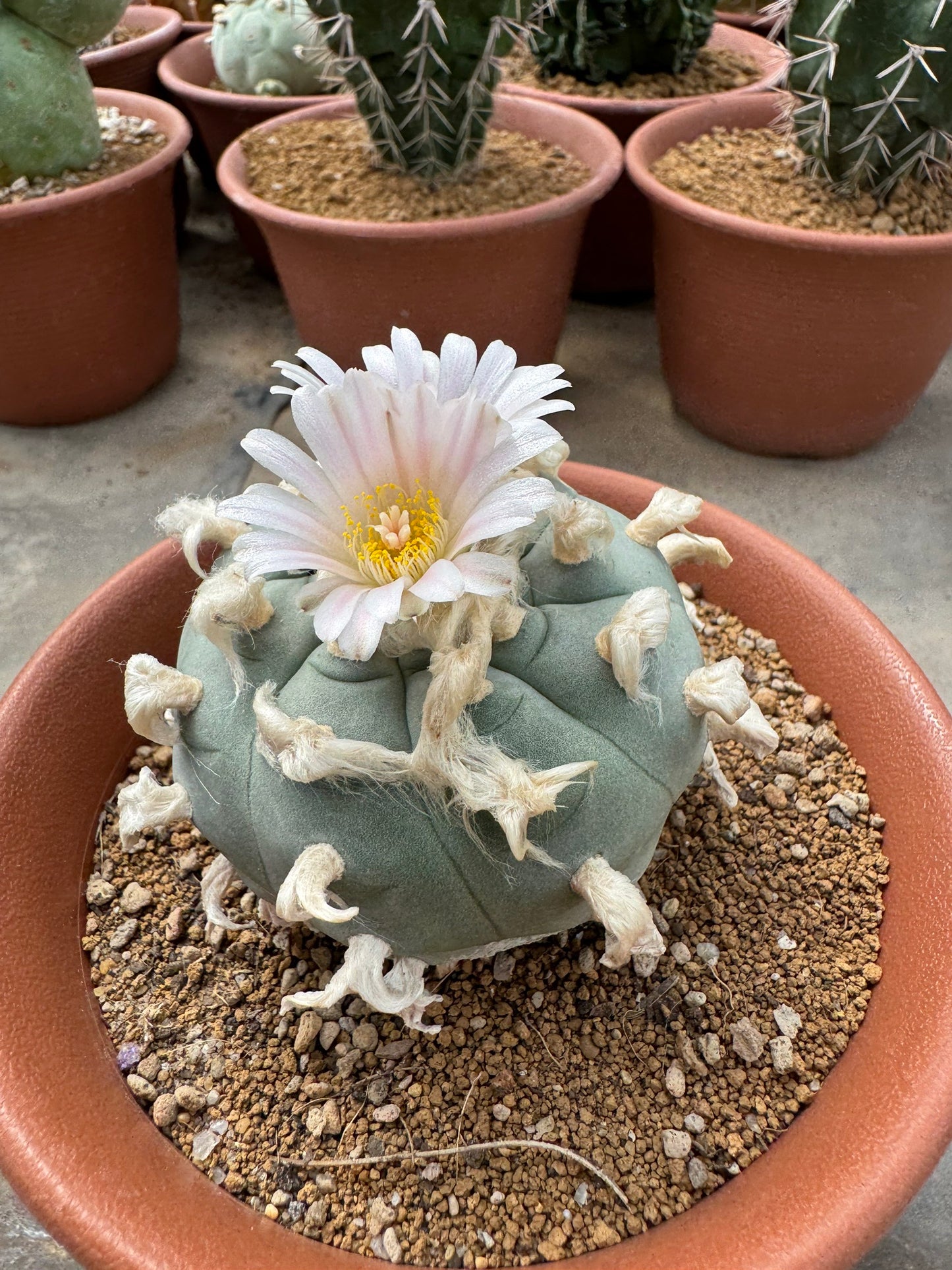 Rare Seed-Grown Lophophora williamsii | Premium Established Seedling (Own Roots)