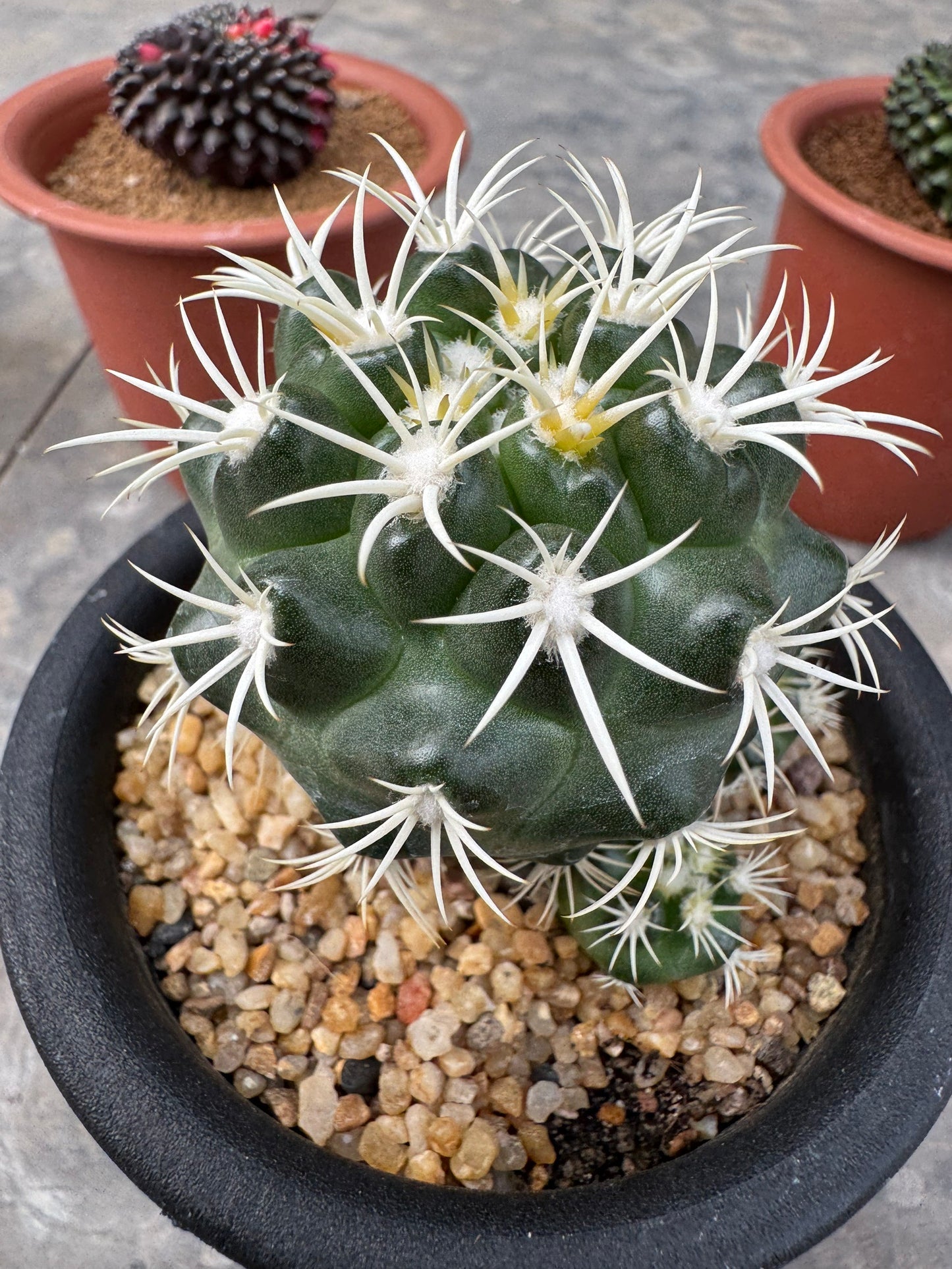 Discocactus zehntneri ssp. alagoinhensis (Rooted Cutting) – Size 6-7 cm