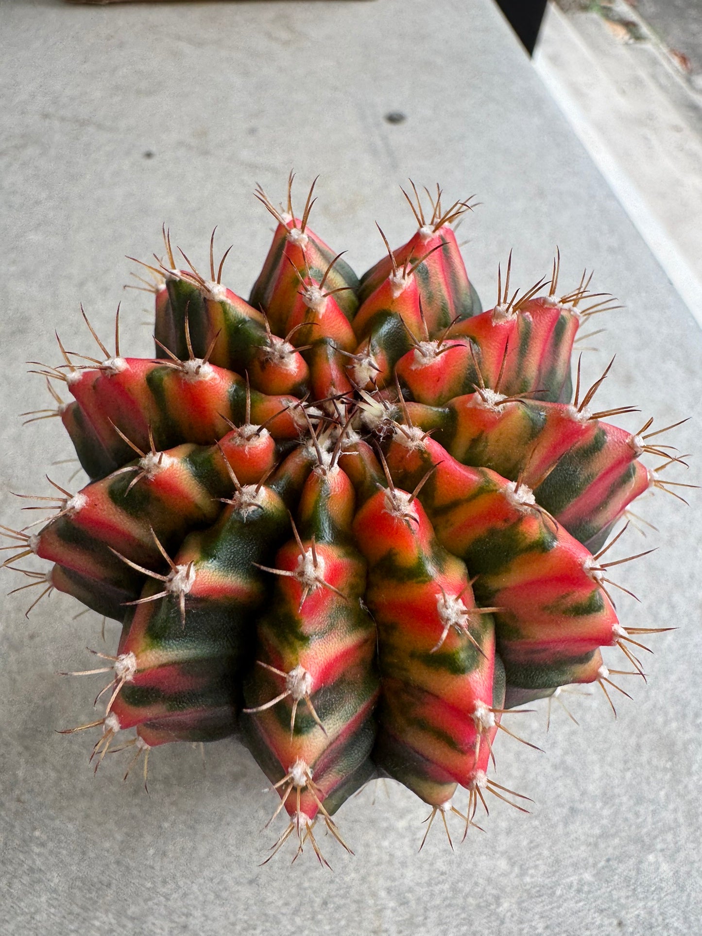 Gymnocalycium mihanovichii 'Christmas Light' Variegated (Rooted Offshoot)