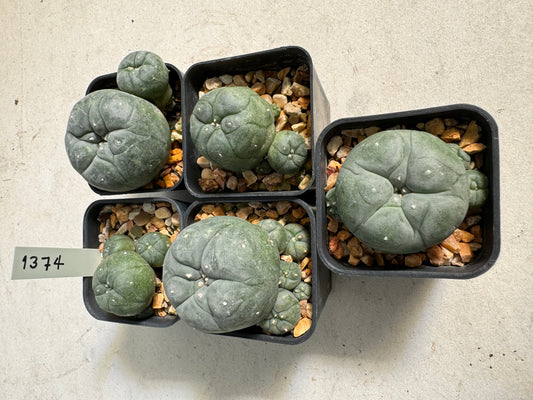 Lophophora williamsii – Peyote Cactus (6–7 cm, Own Root)