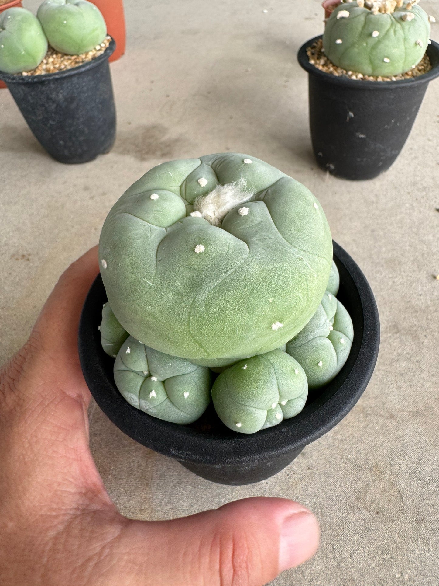 Rare Seed-Grown Lophophora diffusa | Premium Established Seedling (Own Roots) (Copy)