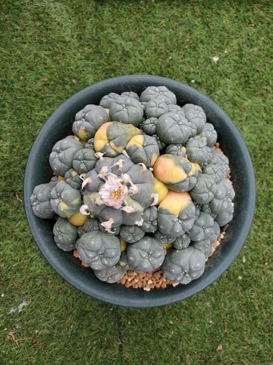 Lophophora Williamsii size 10 cm own root