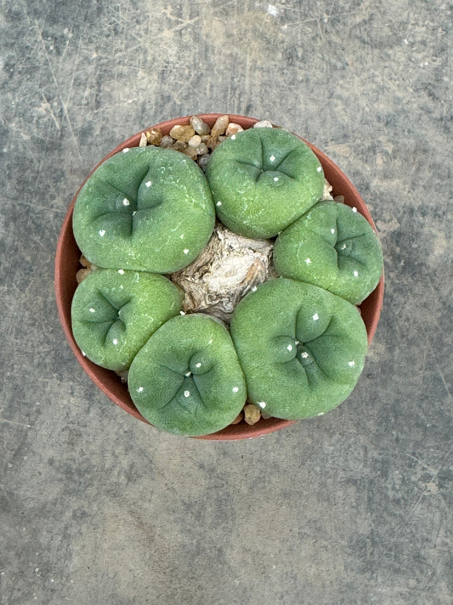 Lophophora Fricii – Peyote Cactus (Seed Grown, 3-3.5 cm, Own Root) 8 years old