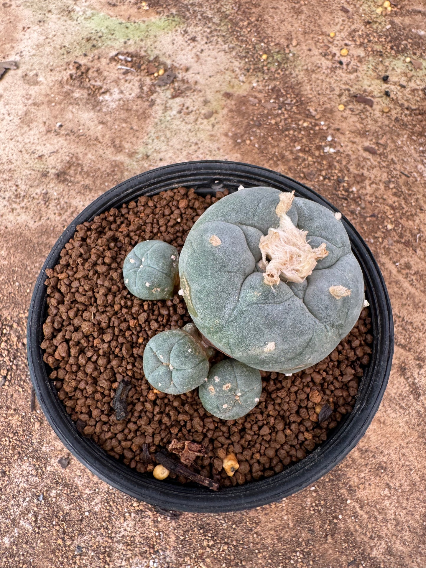 Lophophora williamsii – Peyote Cactus (4-6 cm, Own Root)