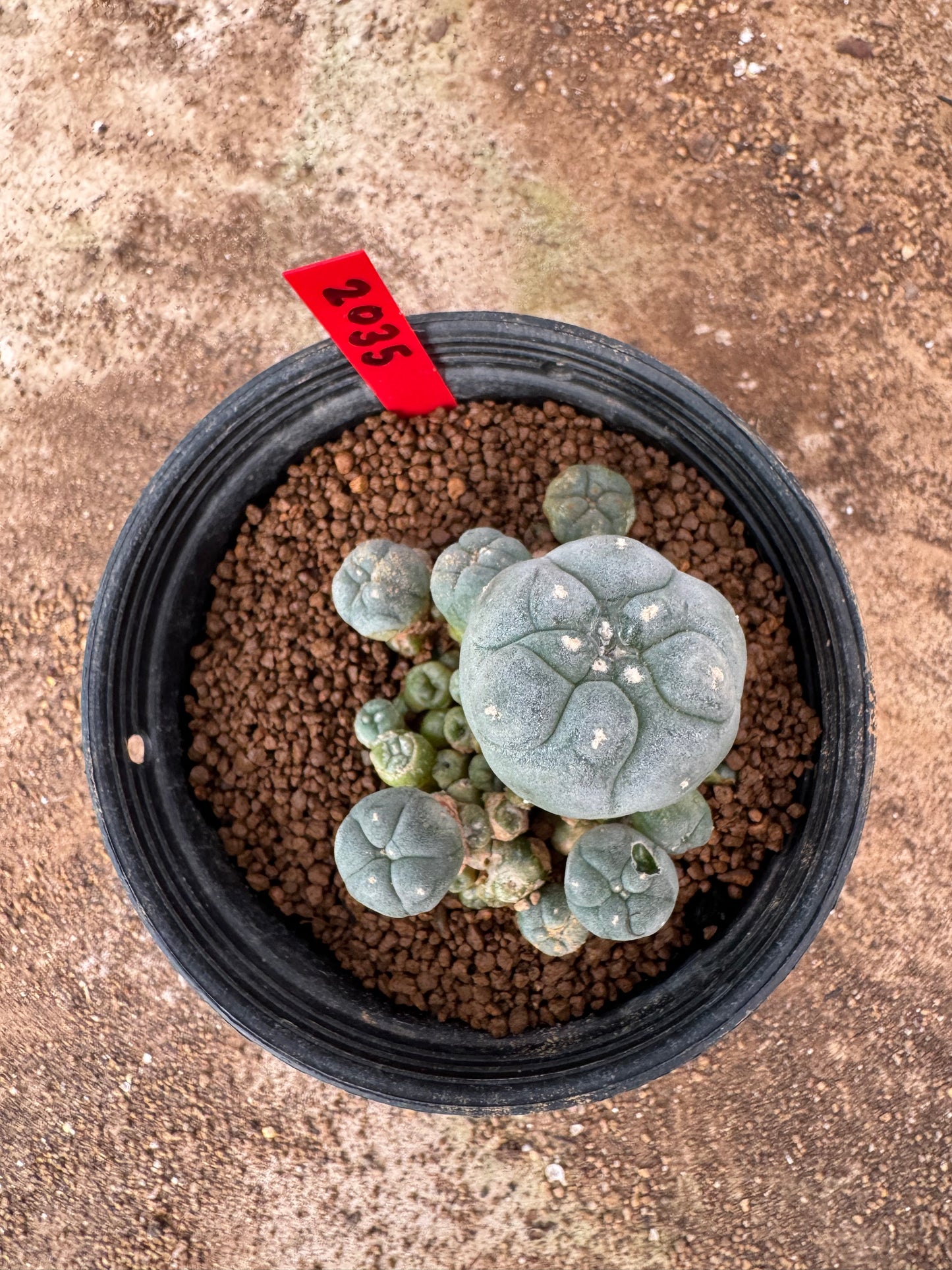 Lophophora williamsii – Peyote Cactus (4-6 cm, Own Root)