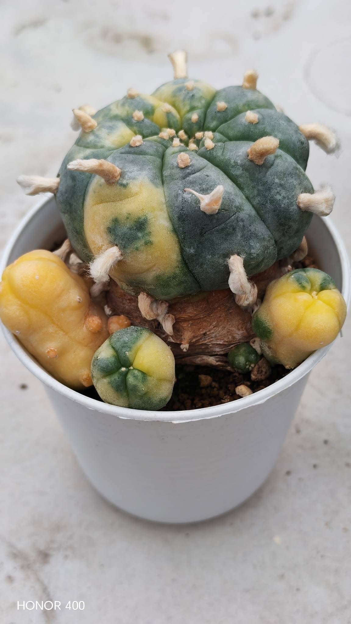 Lophophora williamsii variegated– Peyote Cactus (Seed Grown, 3-3.5 cm, Own Root) 15 years old