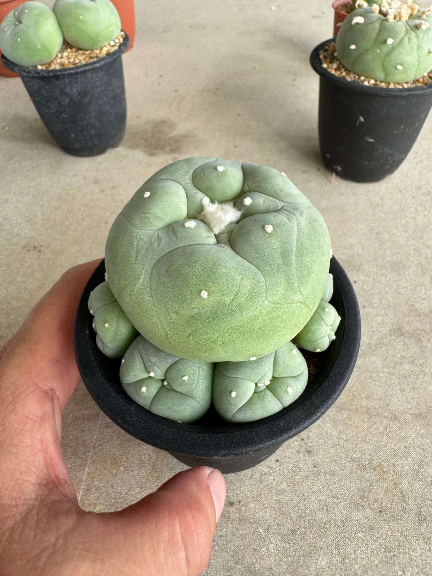 Rare Seed-Grown Lophophora diffusa | Premium Established Seedling (Own Roots) (Copy)