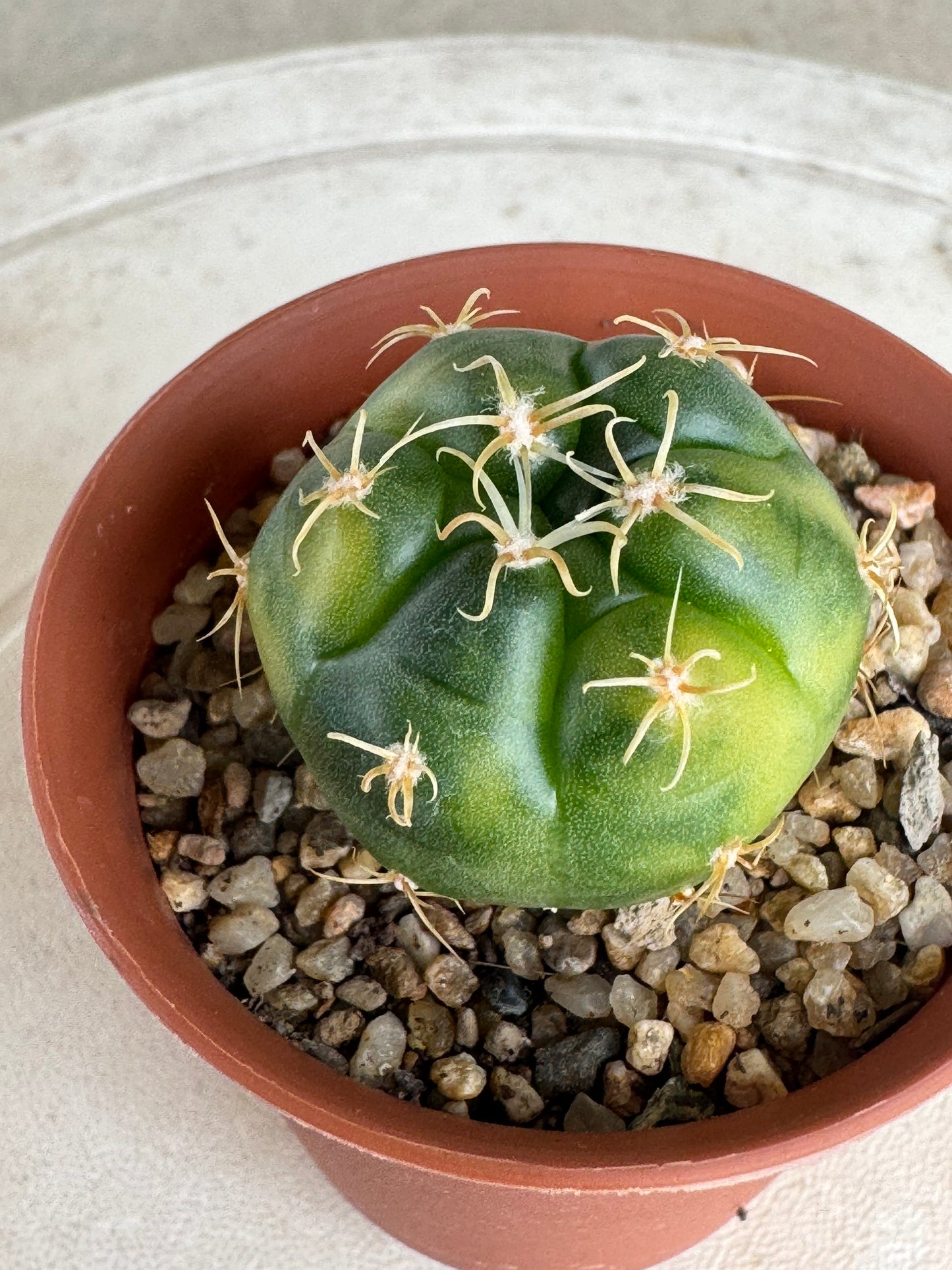 Gymnocalycium 'Kaiomaru' Variegated | Premium Seed-Grown Spider Spine Cactus