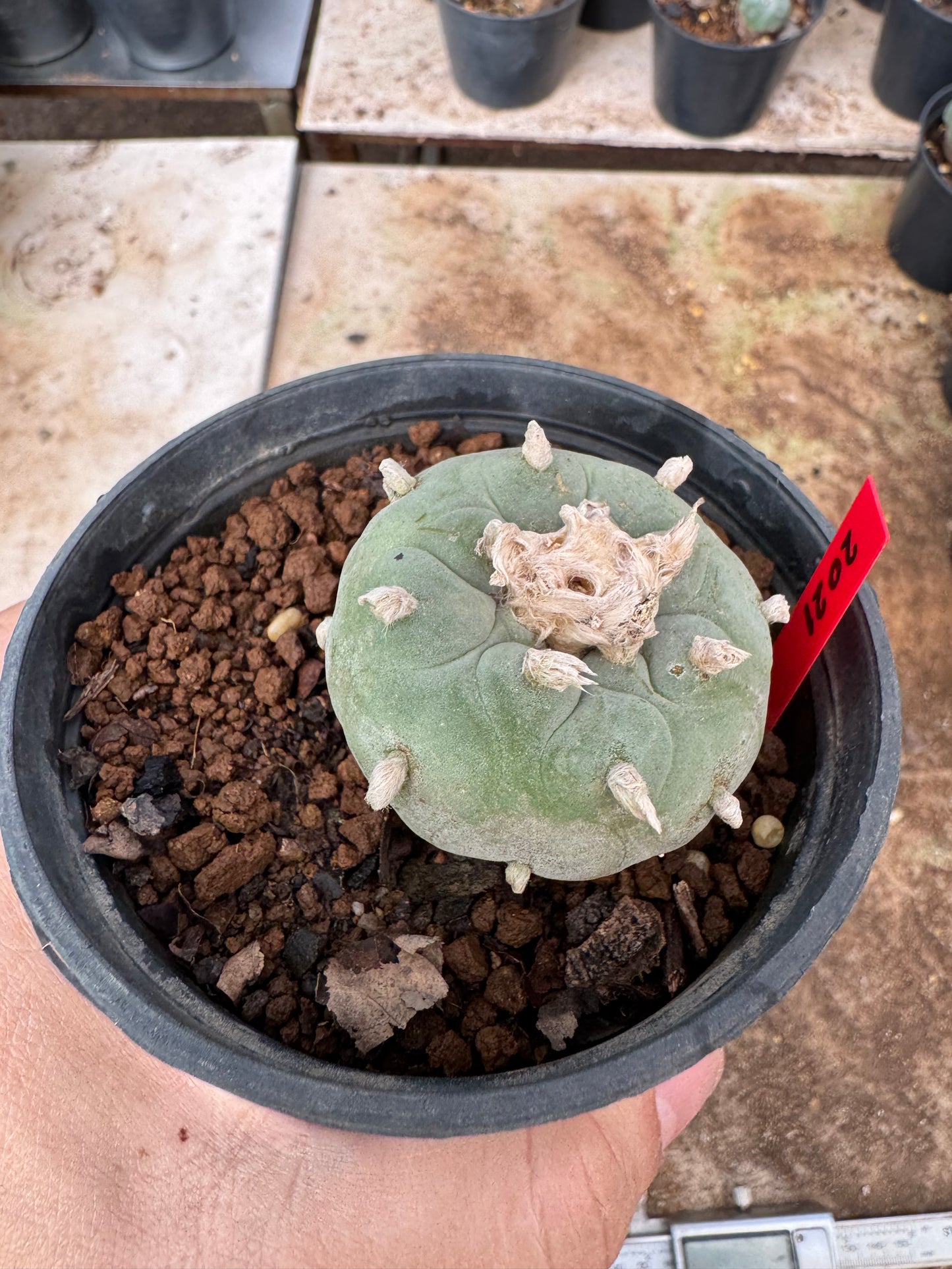 Lophophora williamsii – Peyote Cactus (6–7 cm, Own Root)