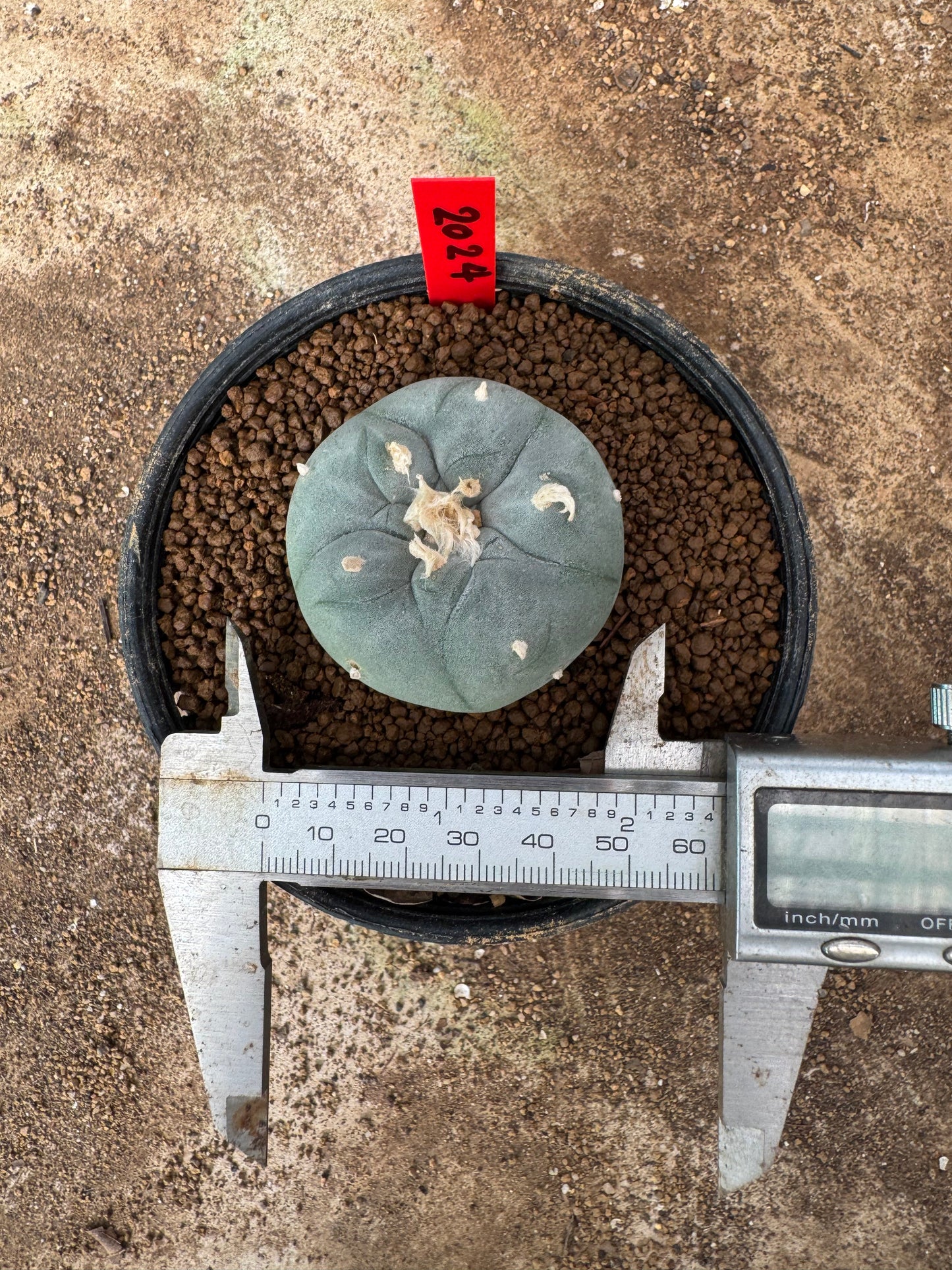 Lophophora williamsii – Peyote Cactus (6–7 cm, Own Root)