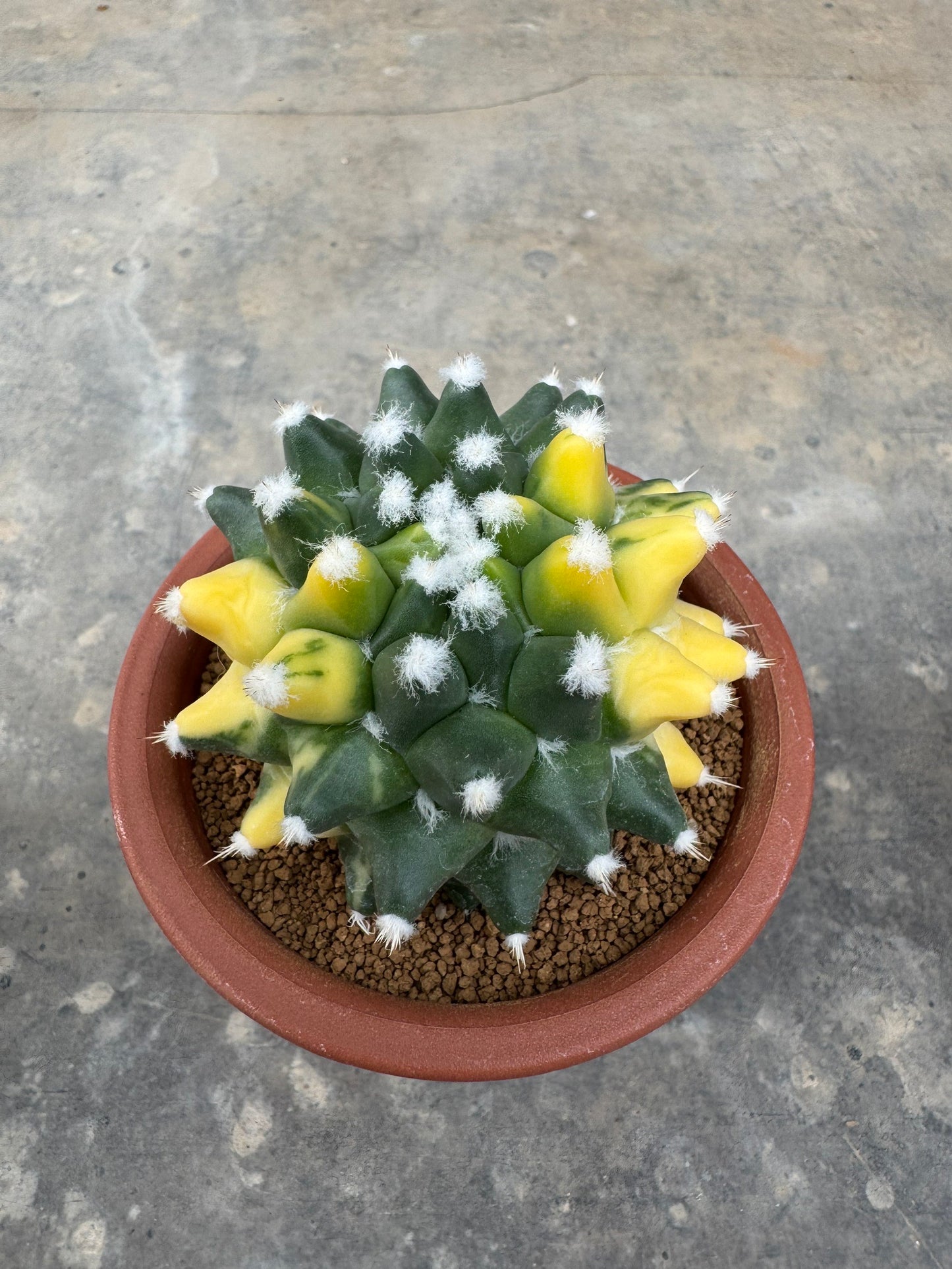 Stunning Mammillaria 'Eurzamu' | Established Rooted Offshoot