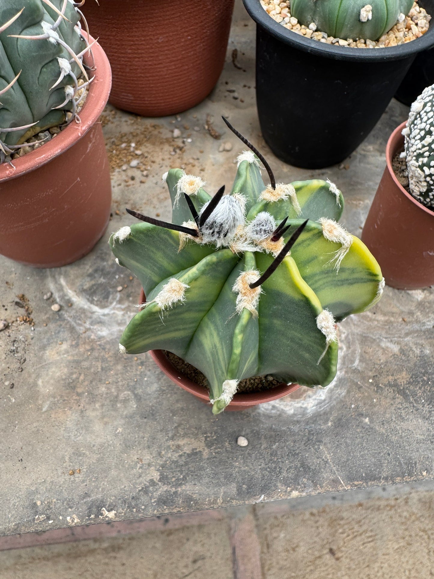 Astrophytum capricorne v. crassispinum | Premium Seed-Grown Nudum Goat's Horn Cactus
