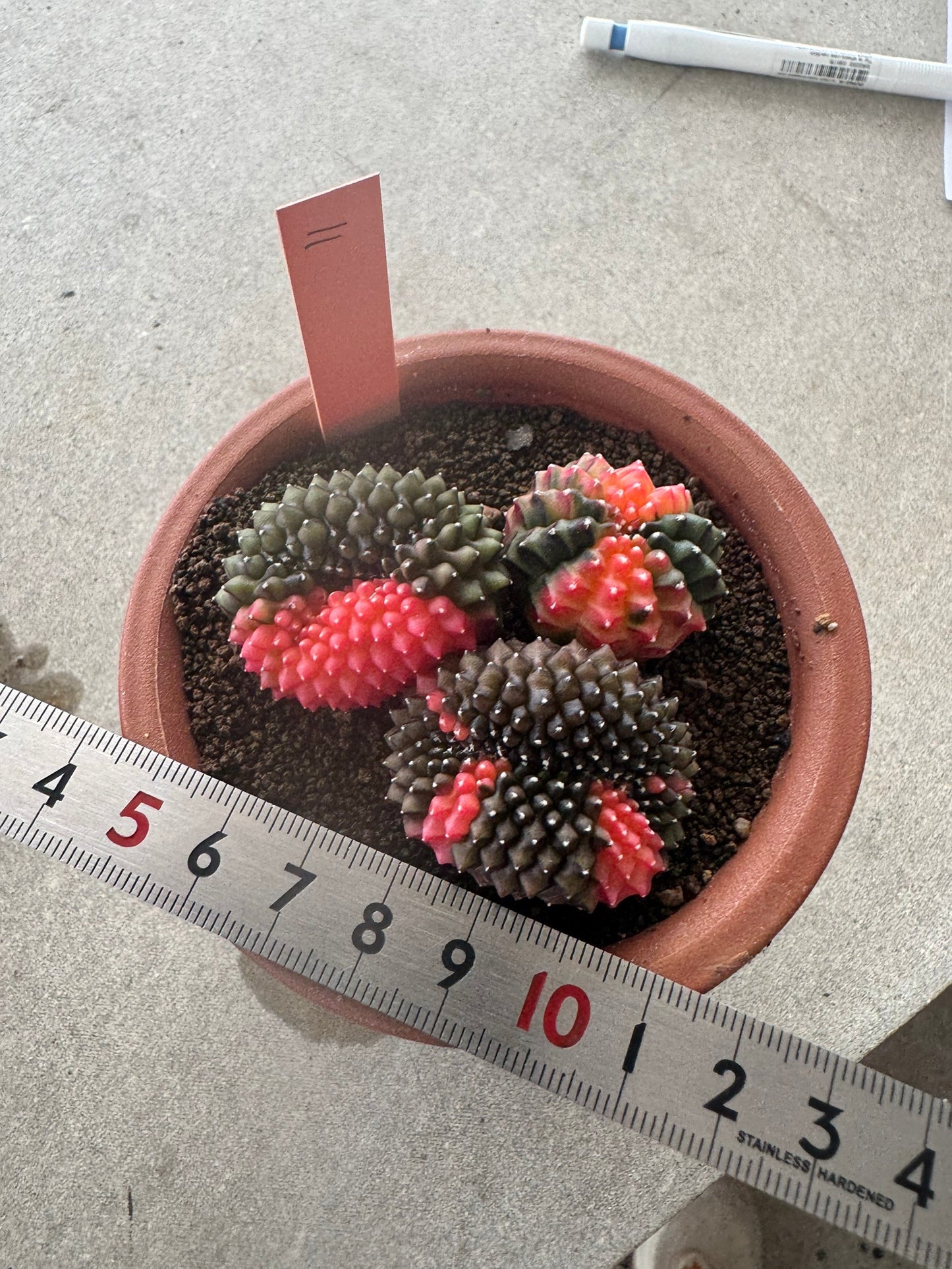 Gymnocalycium Cristata Variegated | Spineless & Seed-Grown Premium Cactus (Copy)