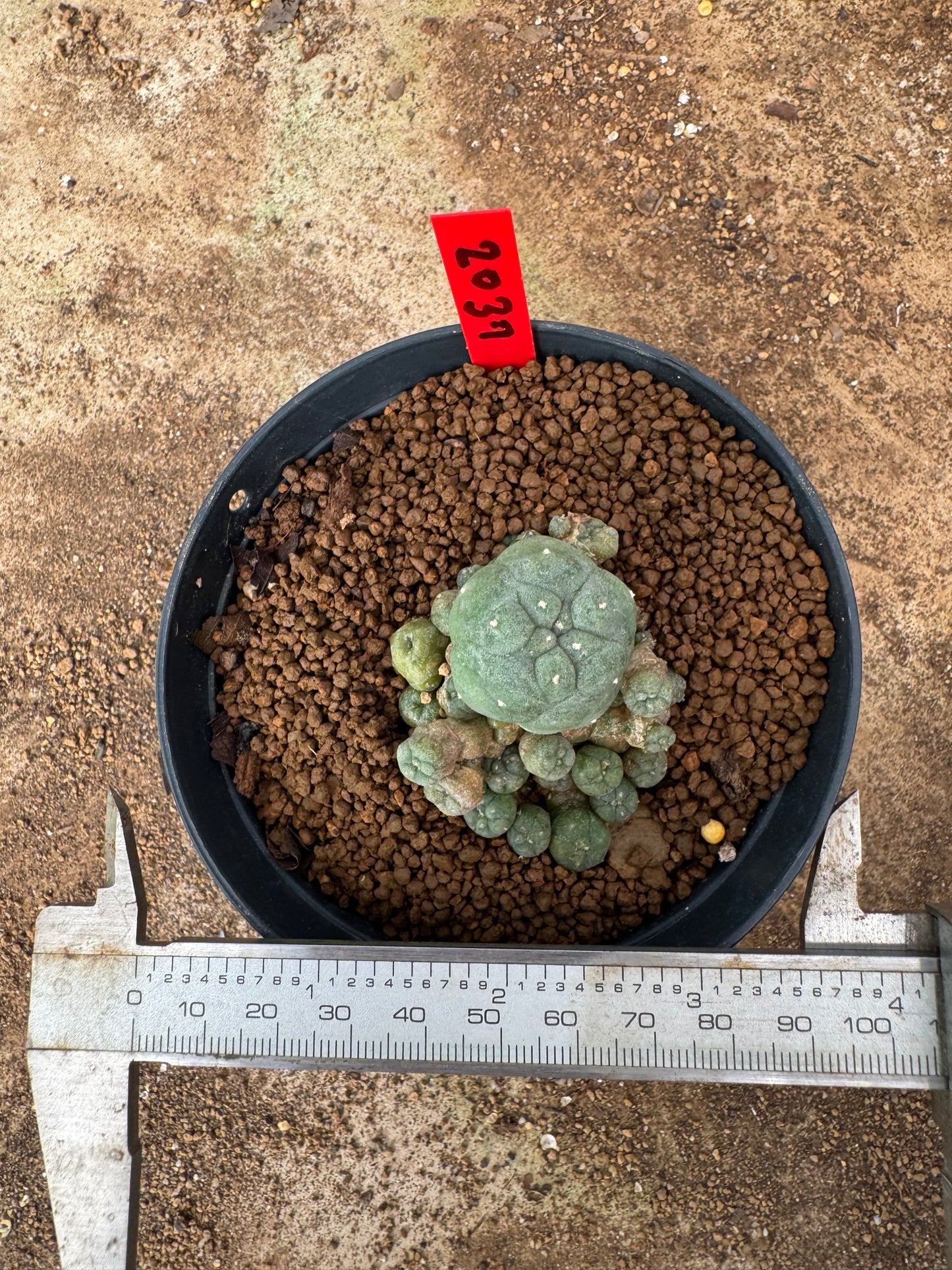 Lophophora williamsii – Peyote Cactus (4-6 cm, Own Root)