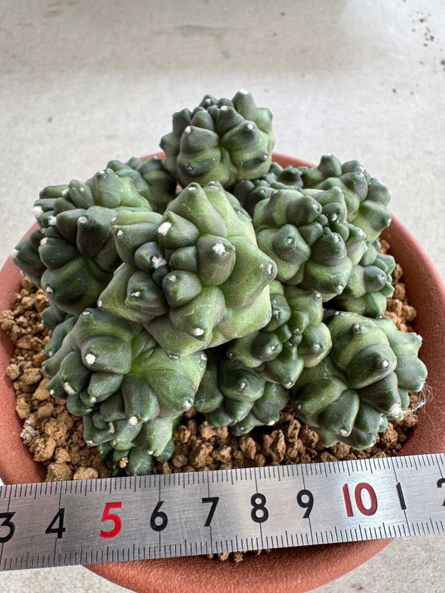 Gymnocalycium mihanovichii f. monstrose | Spineless & Seed-Grown Cactus (7-10cm)