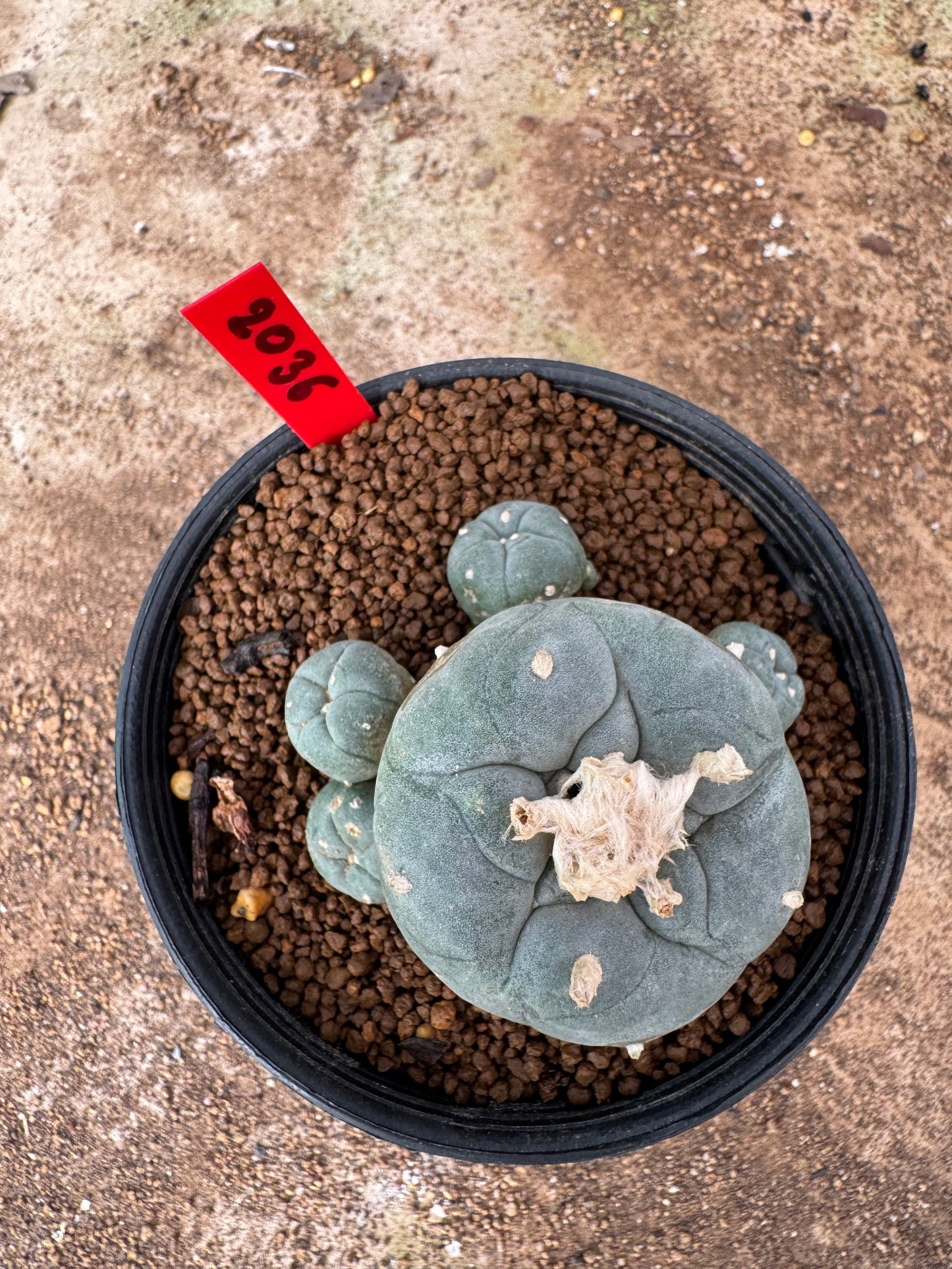Lophophora williamsii – Peyote Cactus (4-6 cm, Own Root)