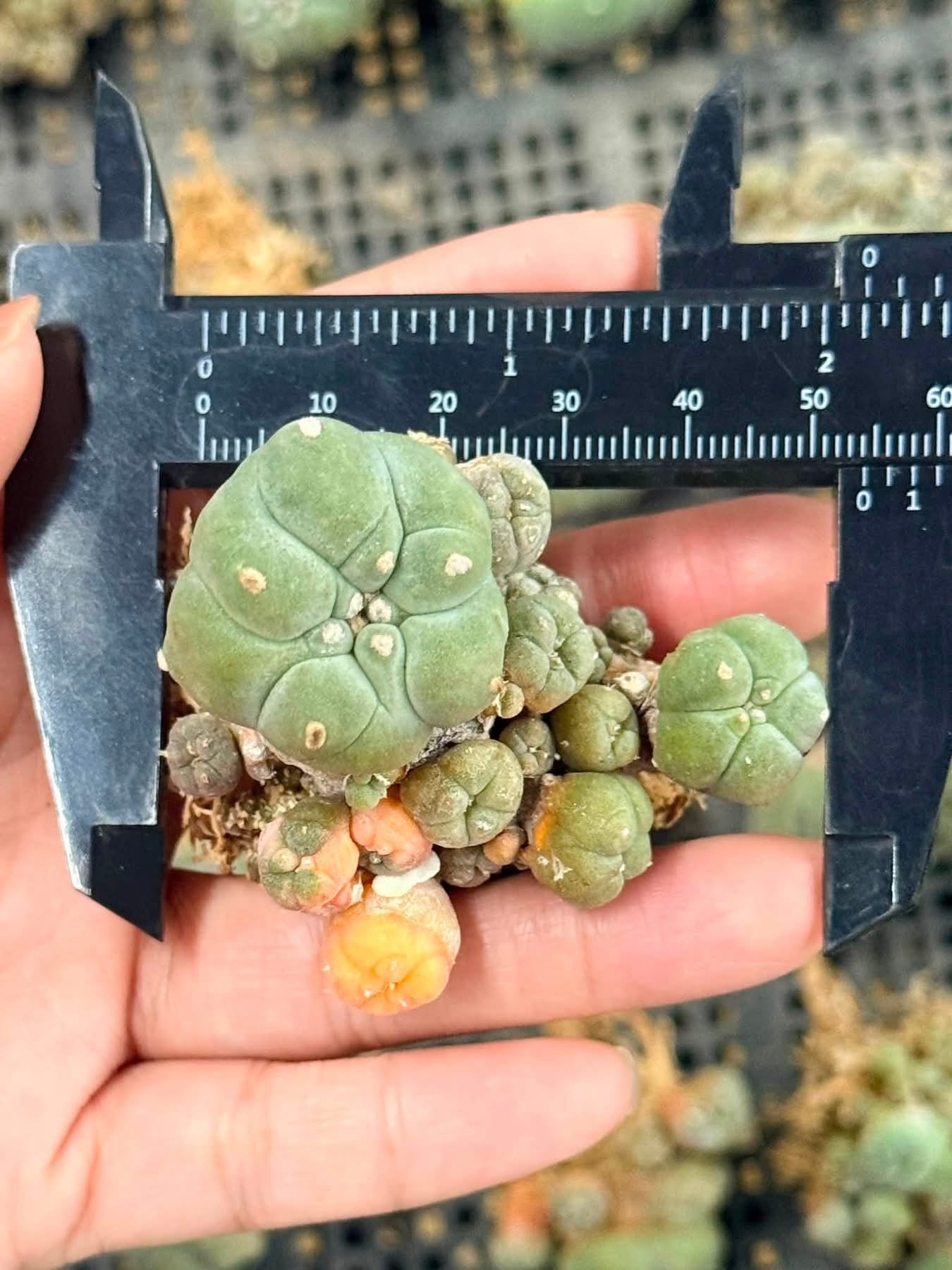 50 Lophophora williamsii (15 Variegated & 35 Normal) – Peyote Cactus (Seed Grown, 3-3.5 cm, Own Root) 12 years old