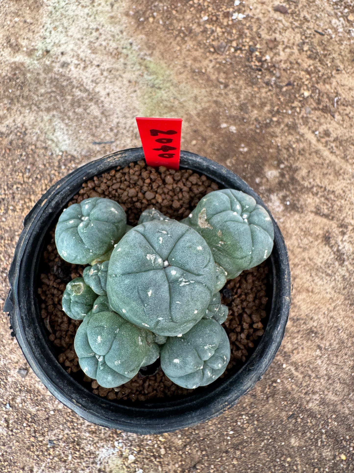 Lophophora williamsii – Peyote Cactus (4-6 cm, Own Root)
