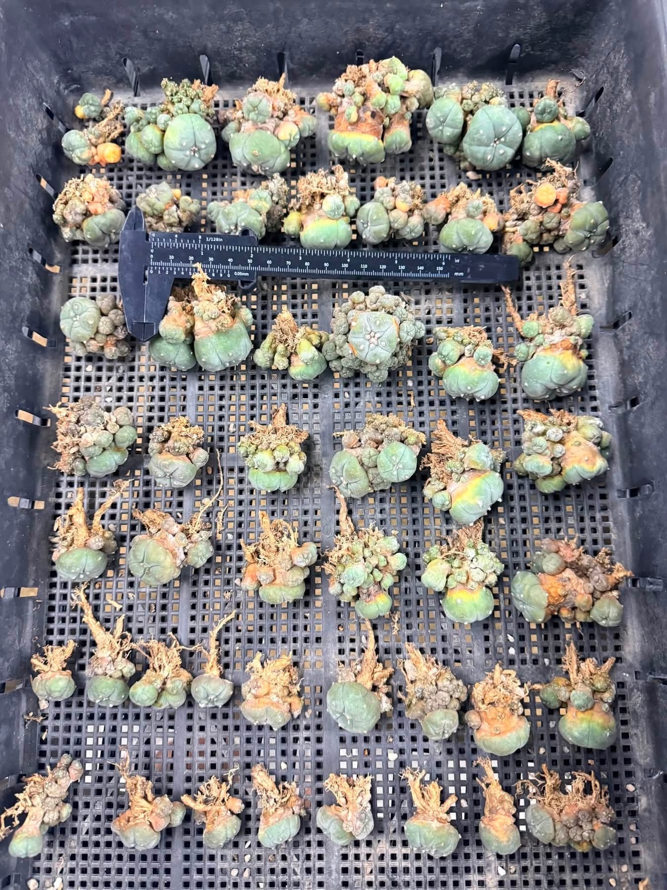 50 Lophophora williamsii (15 Variegated & 35 Normal) – Peyote Cactus (Seed Grown, 3-3.5 cm, Own Root) 12 years old
