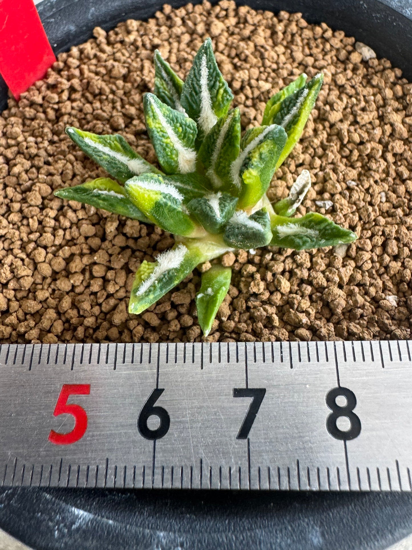 Ariocarpus kotschoubeyanus Variegated | Exquisite Star-Shaped Living Rock