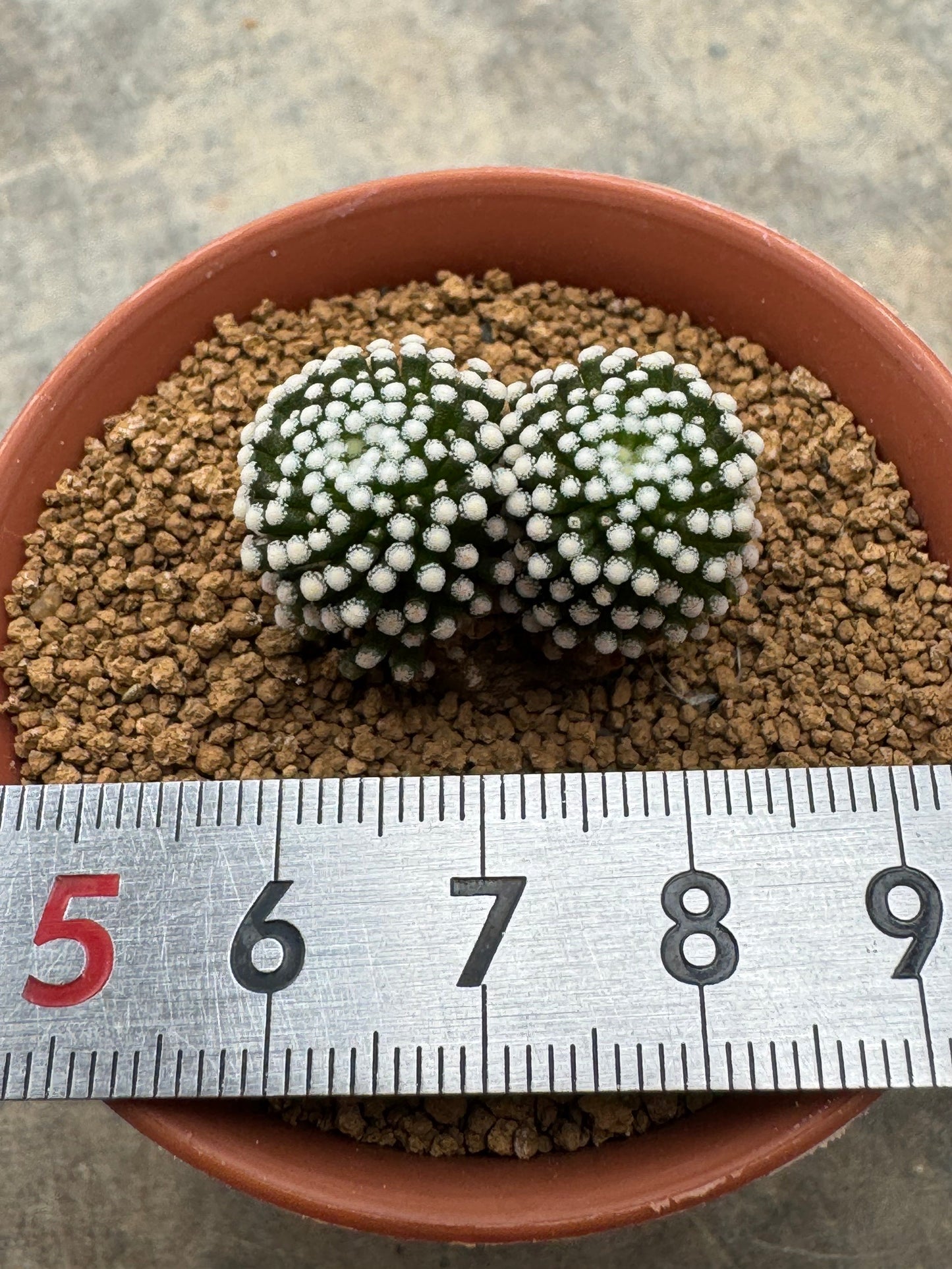 Mammillaria luethyi Double Head | Premium Seedling Cactus (3-4 cm)