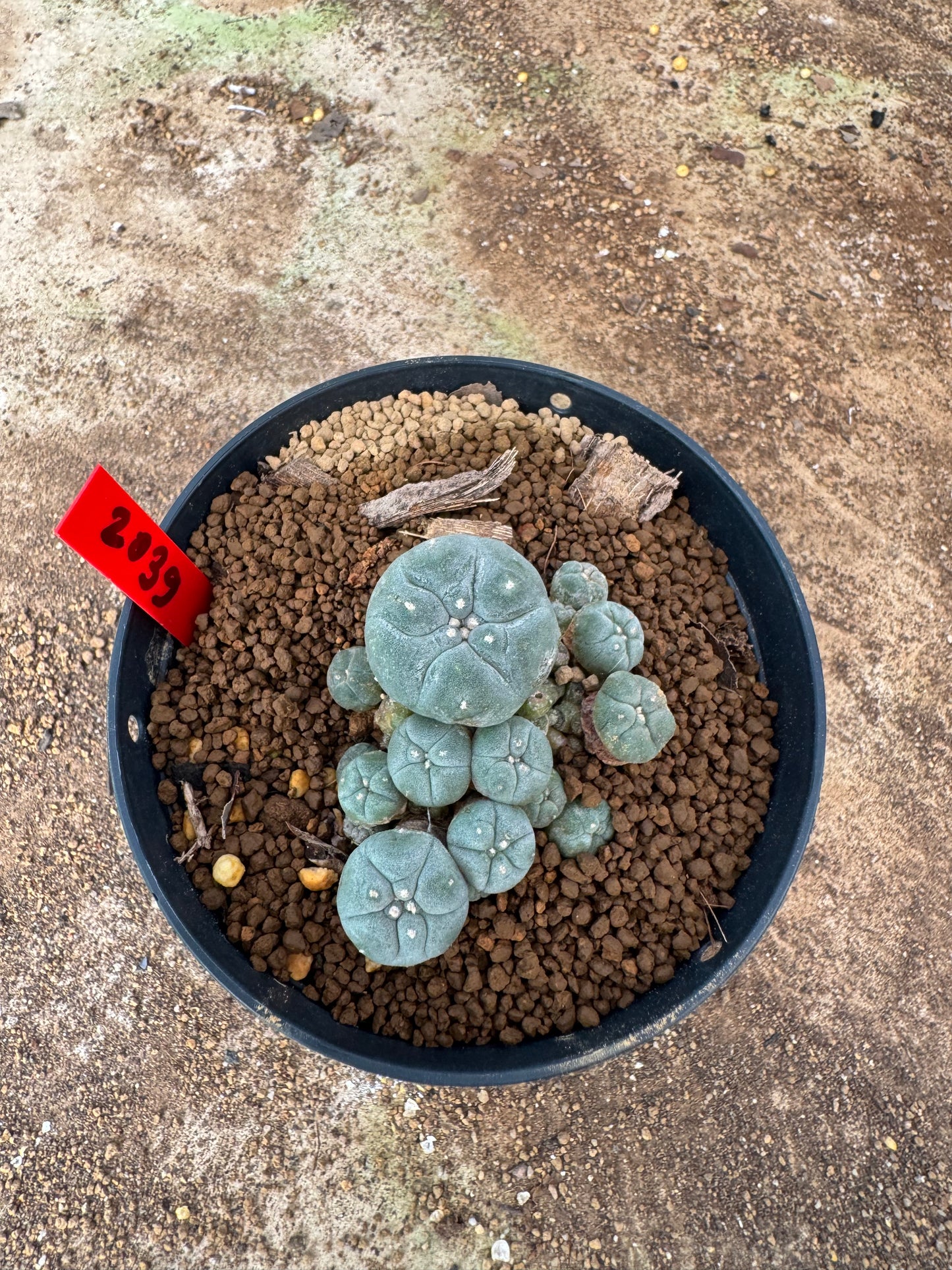 Lophophora williamsii – Peyote Cactus (4-6 cm, Own Root)