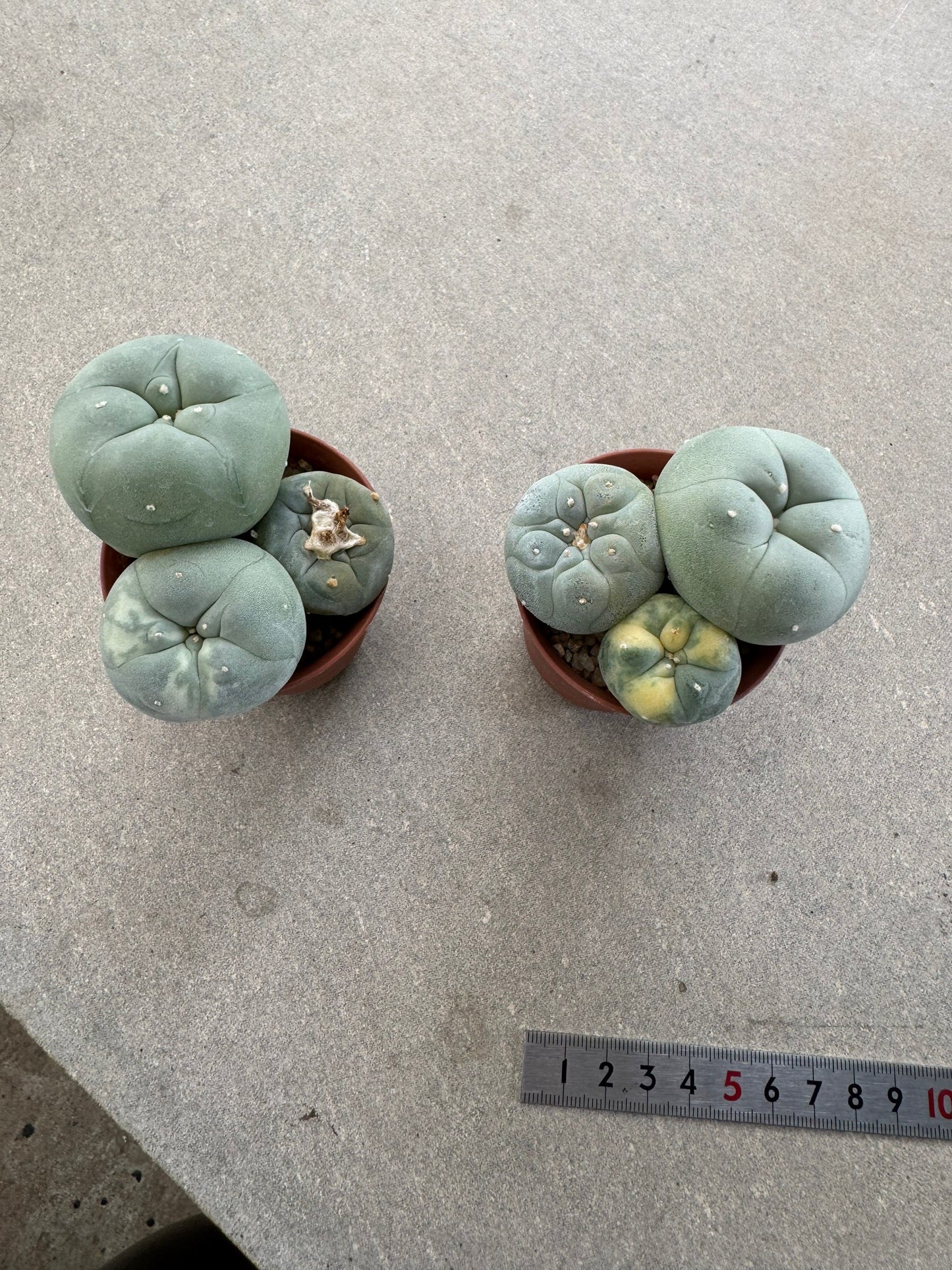 Rare Variegated Lophophora fricii Set | 2-Pot Collector's Bundle