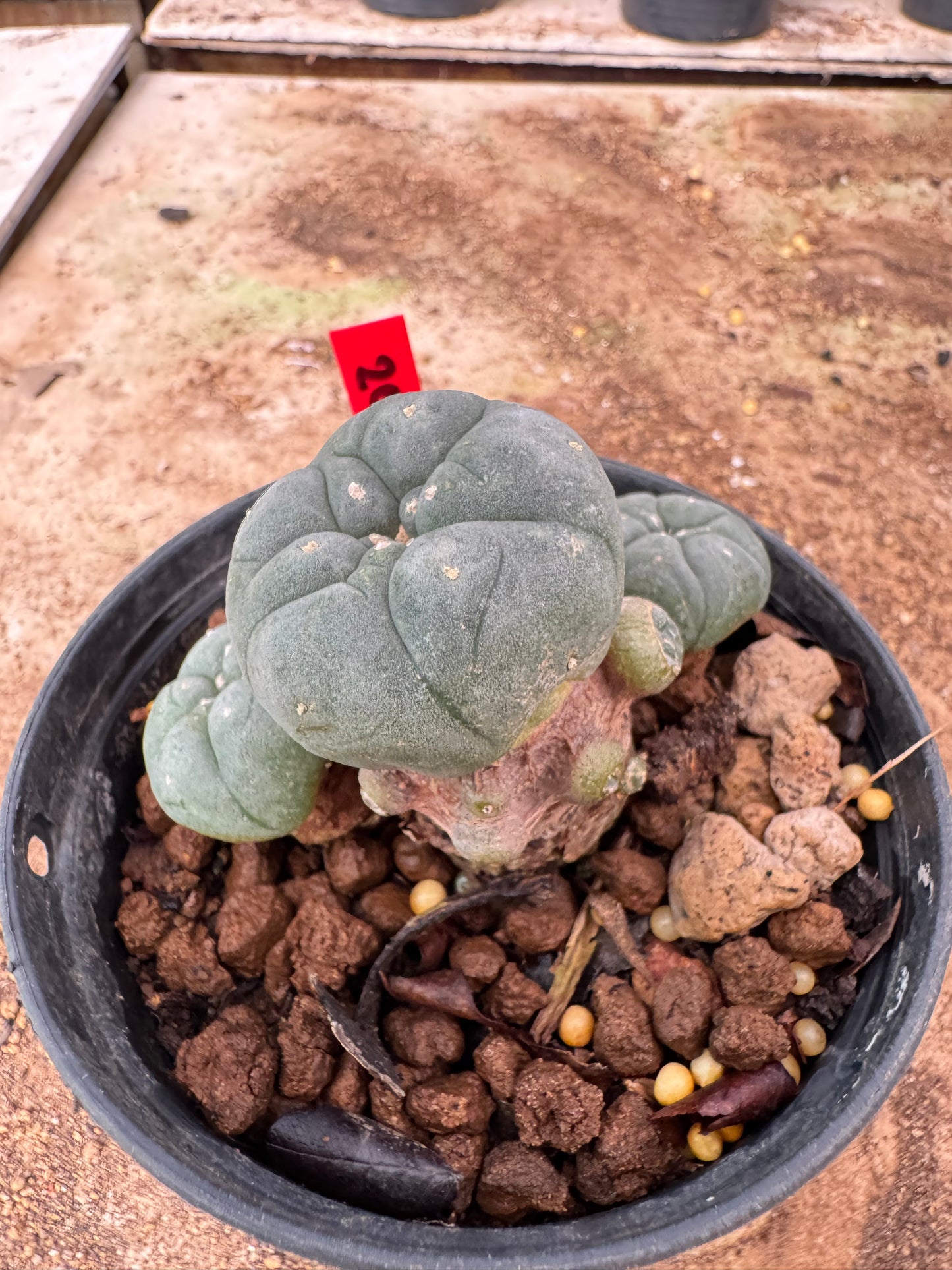 Lophophora williamsii – Peyote Cactus (4-6 cm, Own Root)