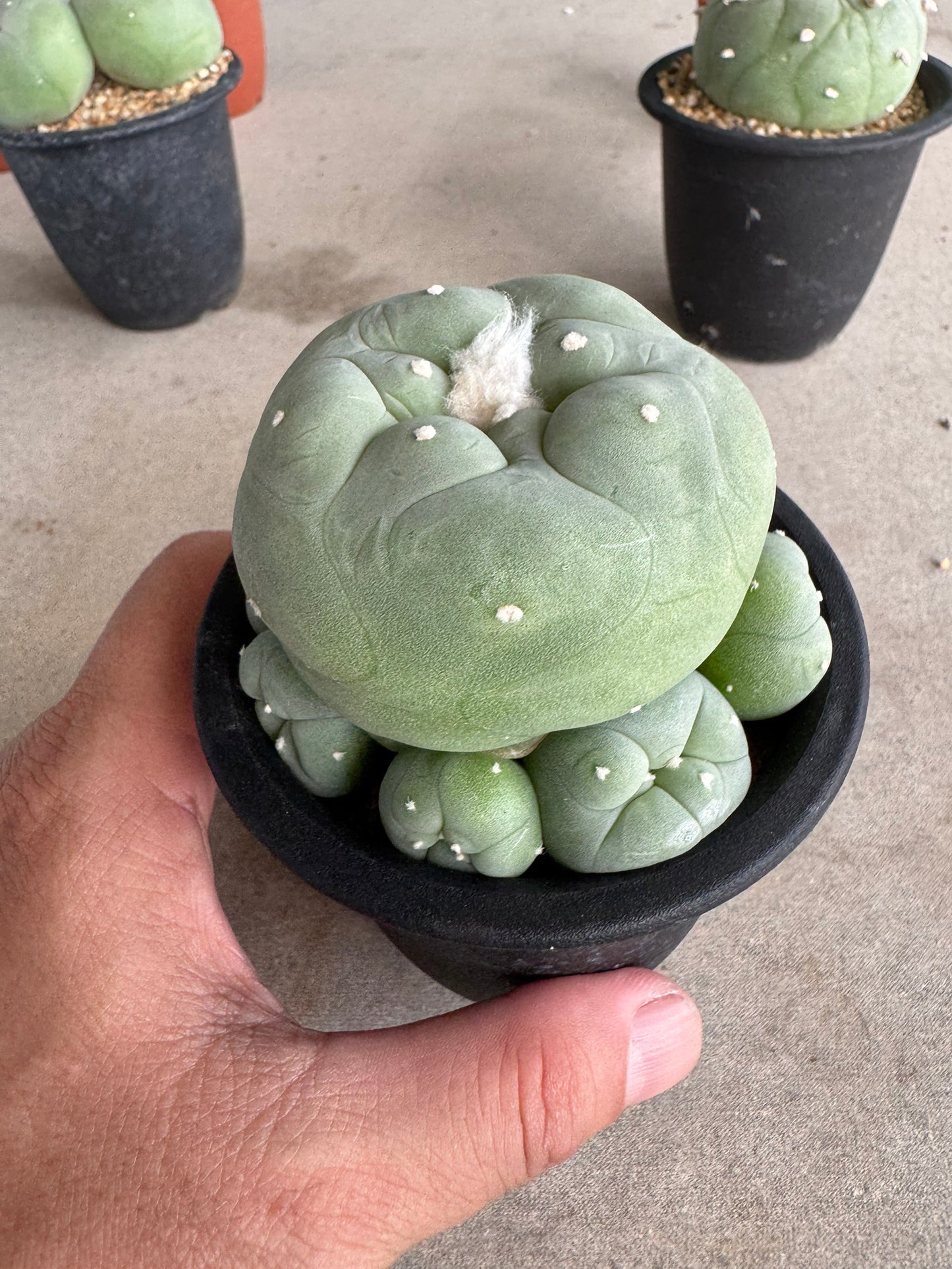 Rare Seed-Grown Lophophora diffusa | Premium Established Seedling (Own Roots) (Copy)