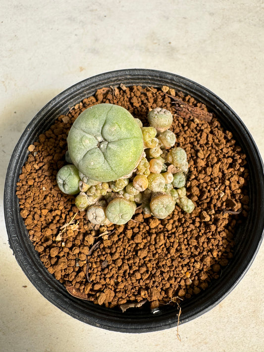Lophophora williamsii – Peyote Cactus (6–7 cm, Own Root)