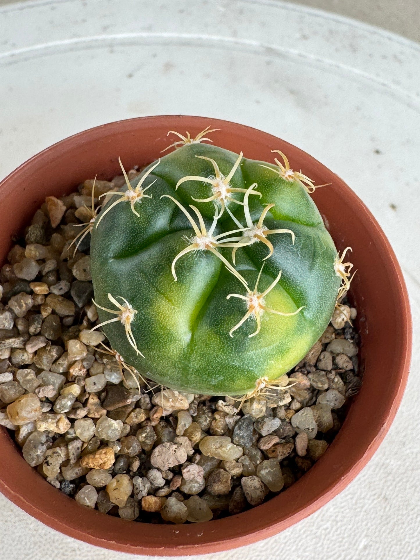 Gymnocalycium 'Kaiomaru' Variegated | Premium Seed-Grown Spider Spine Cactus
