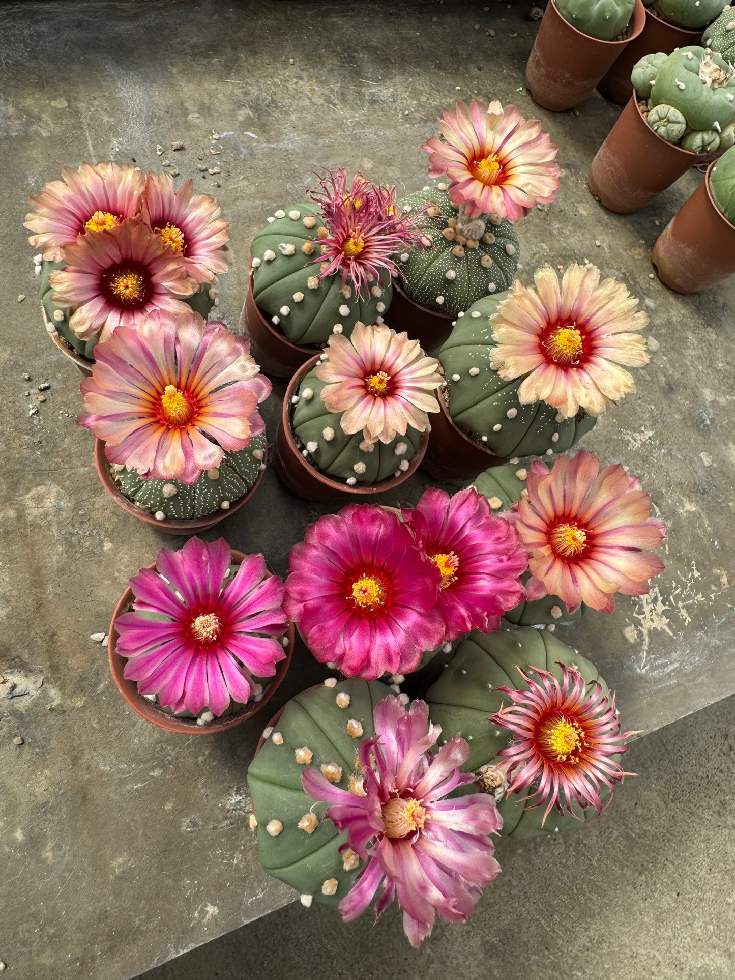 Rare Astrophytum Asterias Star Cactus | Multi-Color Bloom Set (11 Plants in 2-Inch Pots)