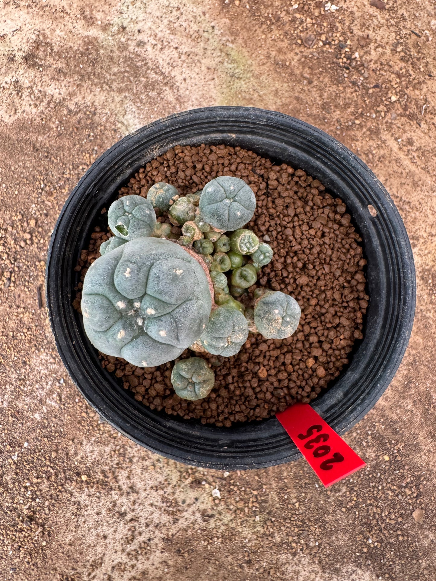 Lophophora williamsii – Peyote Cactus (4-6 cm, Own Root)
