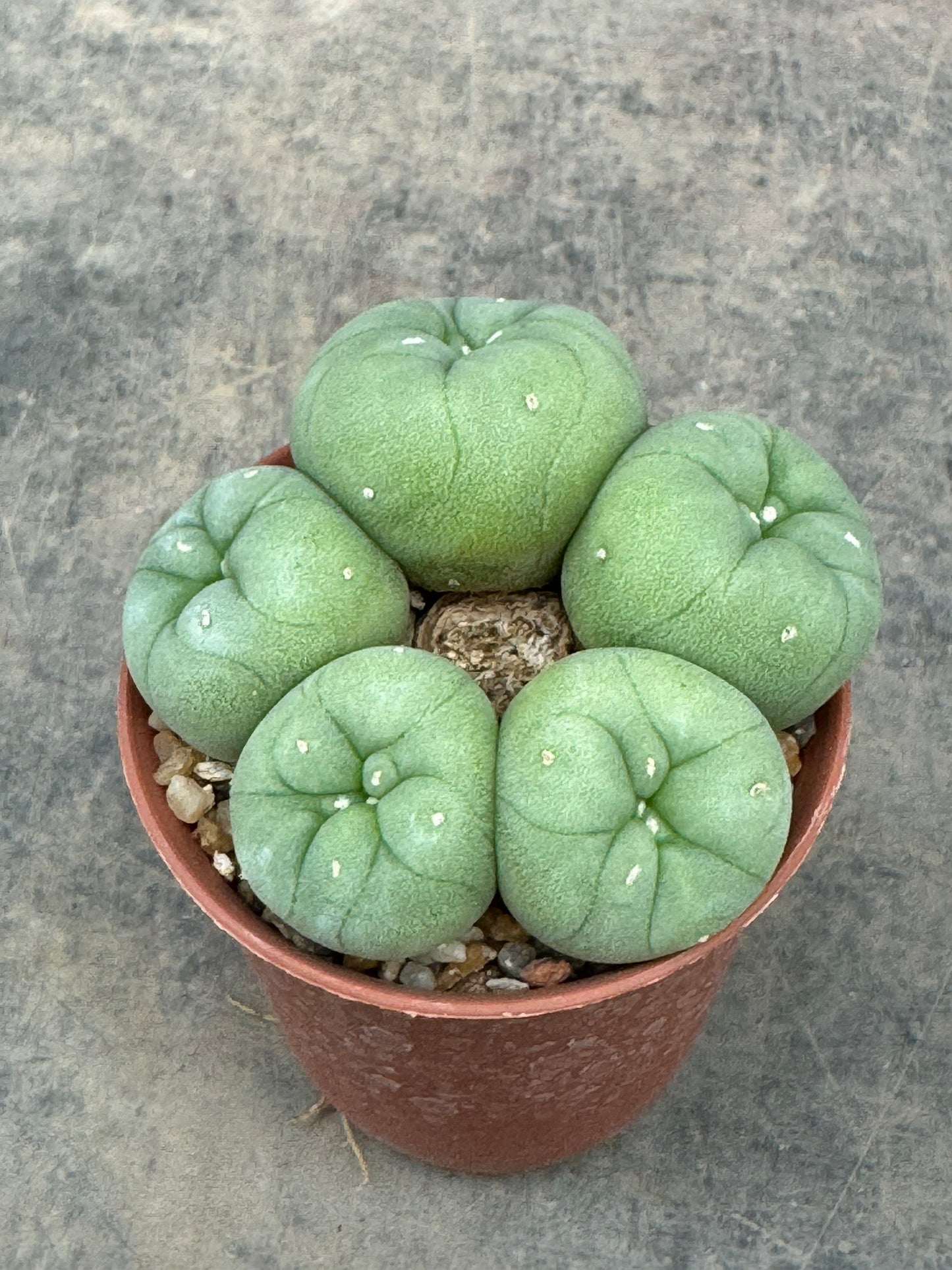 Lophophora Fricii – Peyote Cactus (Seed Grown, 3-3.5 cm, Own Root) 8 years old
