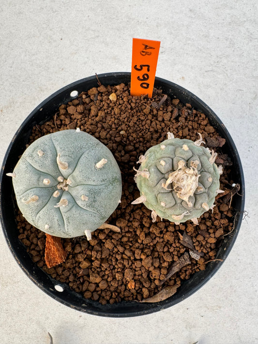 Lophophora williamsii – Peyote Cactus (6–7 cm, Own Root)